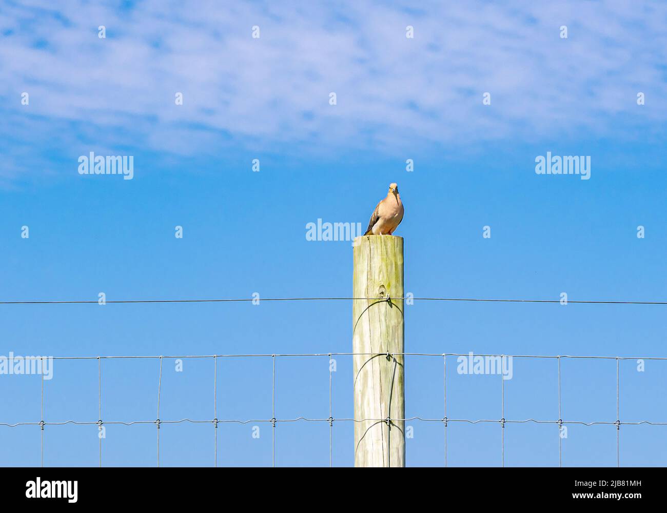 Schöne Taube, die auf einem Zaunpfosten sitzt Stockfoto