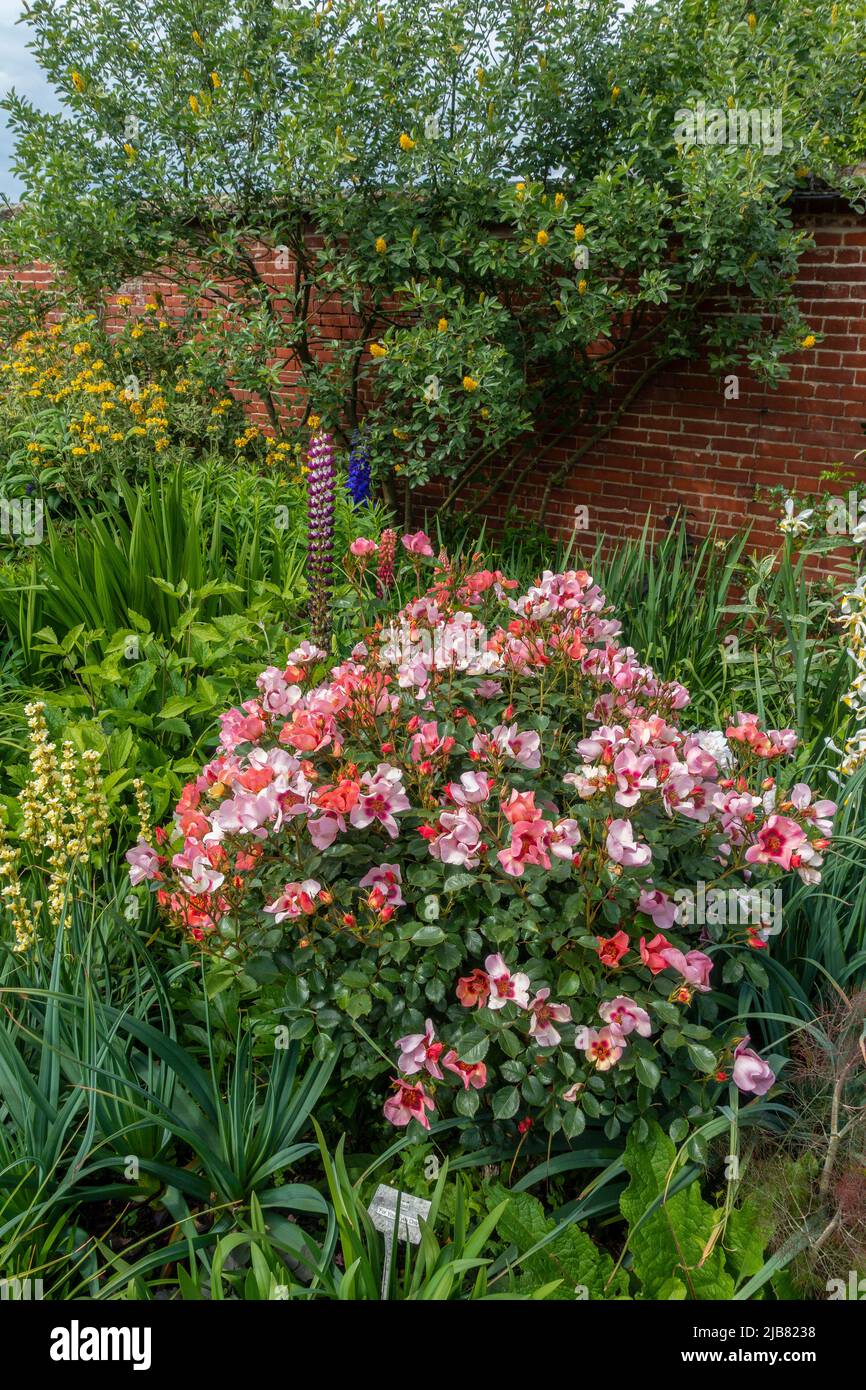 Herbacious Border, Rosa Rose, Rosa, Nur Für Ihre Augen, Walled Garden, Mount Ephraim Gardens, Faversham, Kent, England Stockfoto