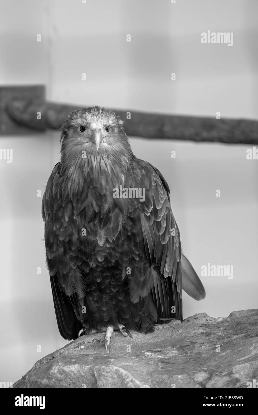 Nahaufnahme eines Greifvogels im British Bird of Prey Center, Wales Stockfoto