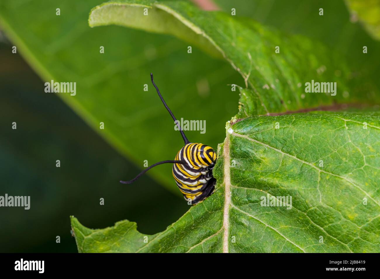 Monarch Schmetterling Raupe Essen Blatt der Milchkrautpflanze. Insekten- und Naturschutz, Habitatschutz und Gartenkonzept für Gartenblumen. Stockfoto