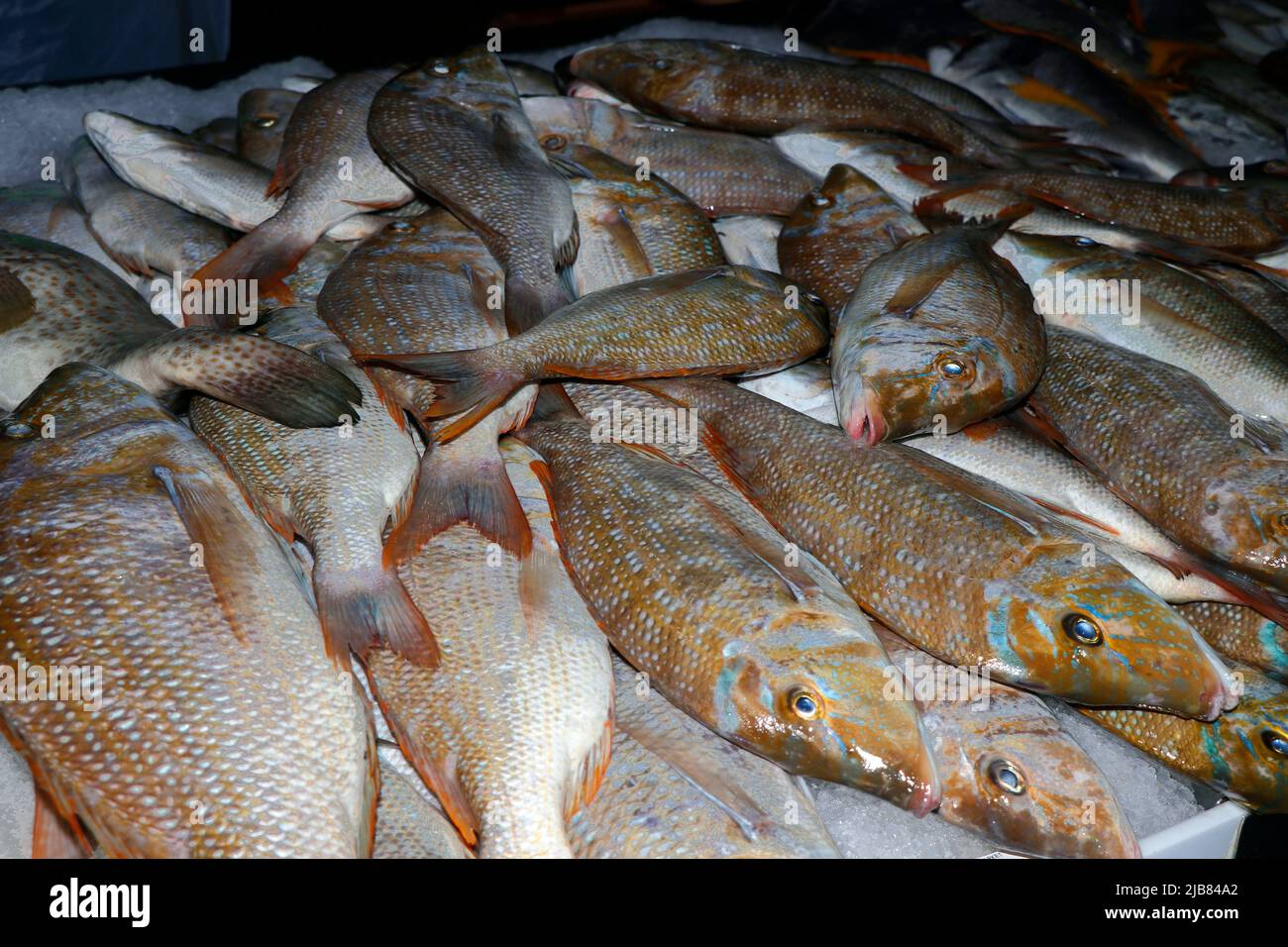 in einem Marktstand in dubai Fisch auf Eis zum Verkauf Stockfoto