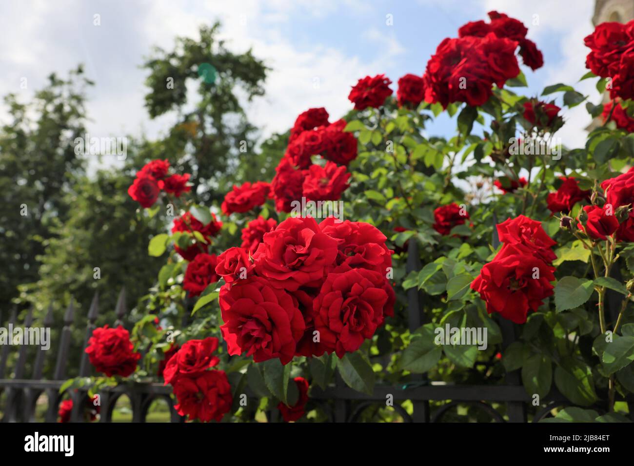 Rote Rosen blühen in Riga im Sommer Lettland Stockfotografie - Alamy