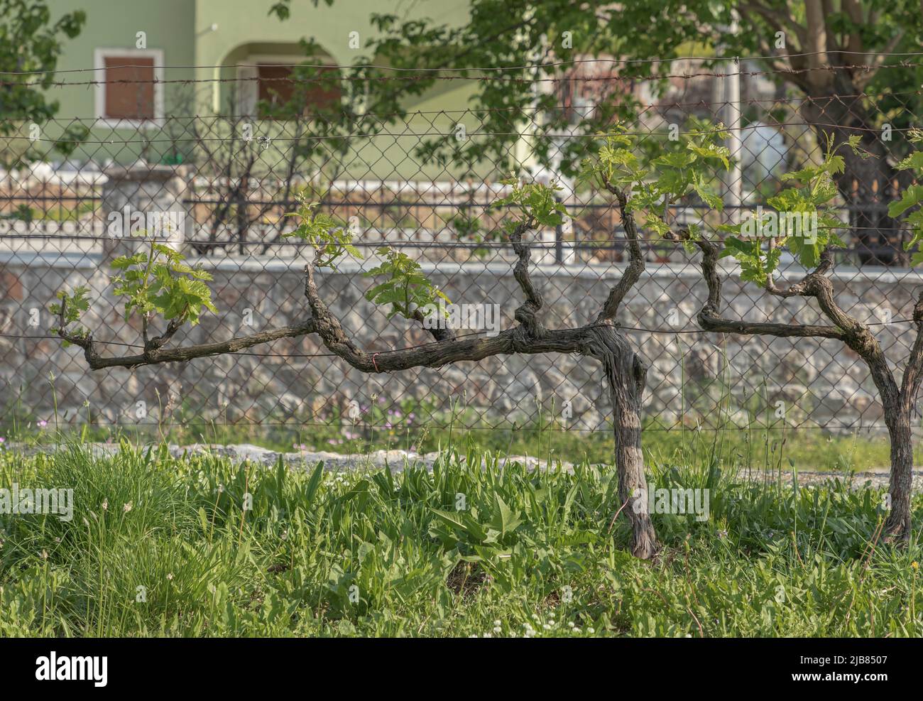 Einzelne guyot trainierte Weinrebe gegen einen Drahtzaun in der Nähe des Skadar-Sees in Montenegro Stockfoto