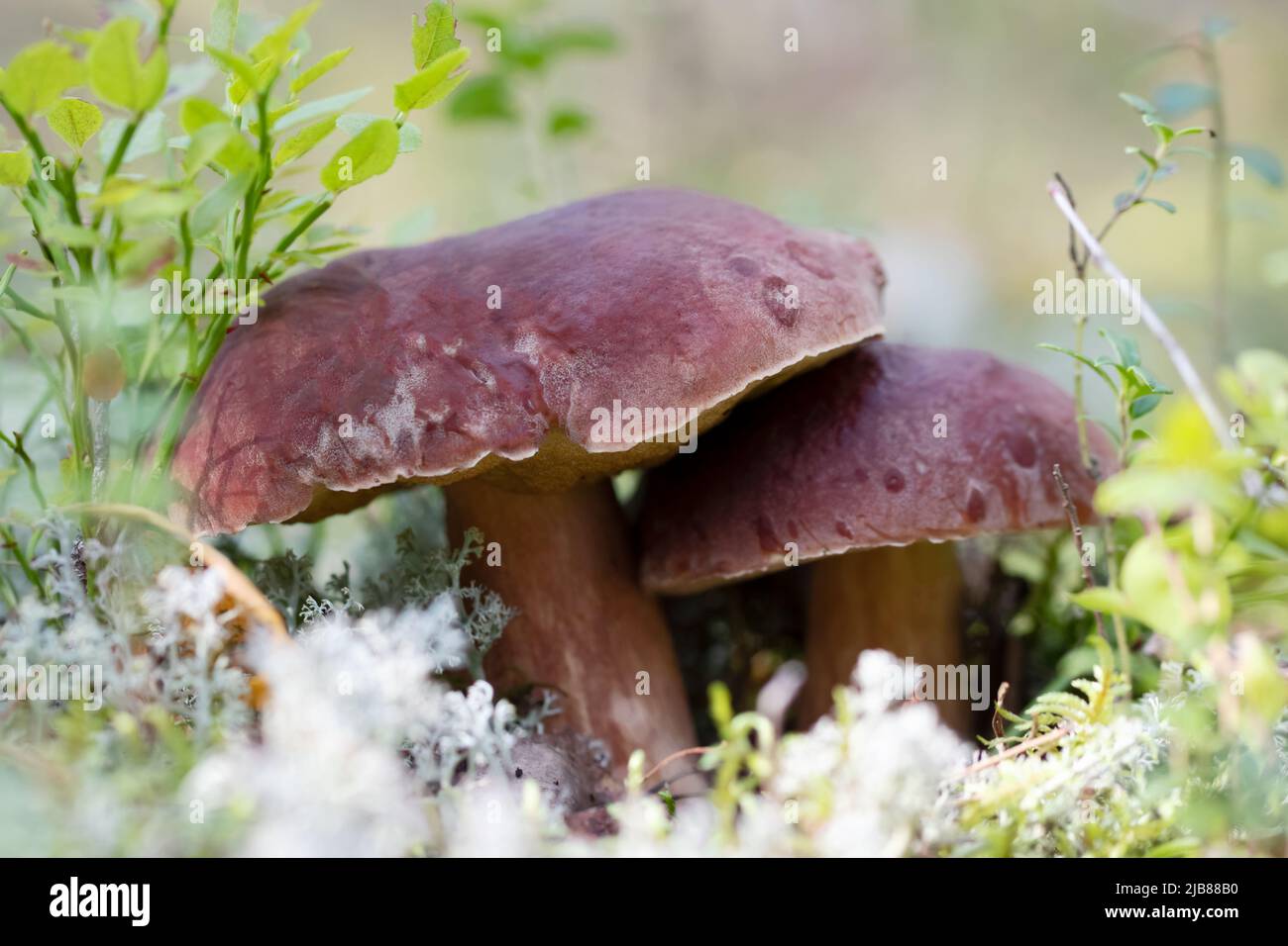 Zwei Boletus edulis oder Steinpilze in einem Kiefernwald Stockfoto