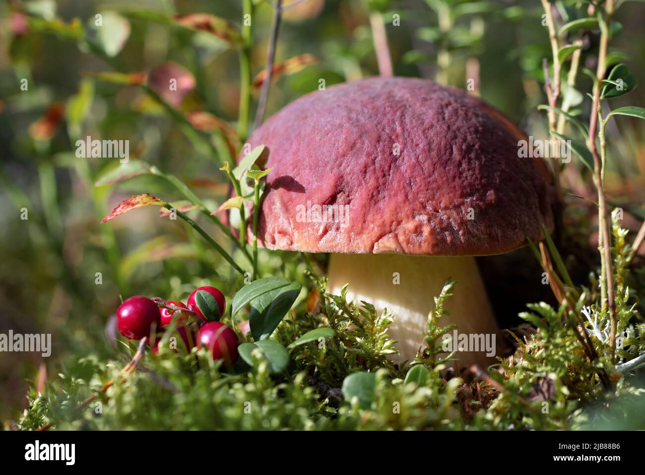 Boletus edulis oder Steinpilze in einem Kiefernwald Stockfoto