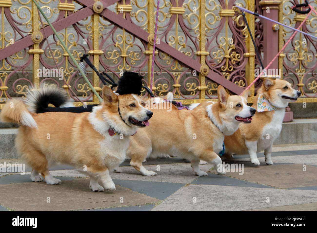 London, Großbritannien, 3.. Juni 2022. Corgi Hundebesitzer versammelten sich aus dem ganzen Land zur Feier des Platin-Jubiläums der Königin, als sie in den Royal Parks im Zentrum Londons spazierten. Die Königin hat eine lebenslange Liebe zur Hunderasse, die seit einem jungen Mädchen ihre eigene besitzt. Kredit: Elfte Stunde Fotografie/Alamy Live Nachrichten Stockfoto