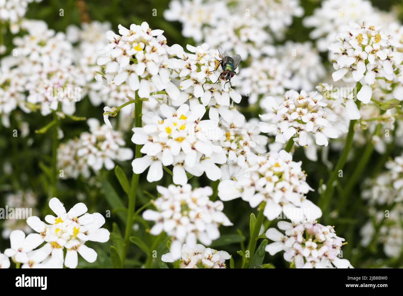 Iberis sempervirens - immergrüne Kerze. Stockfoto