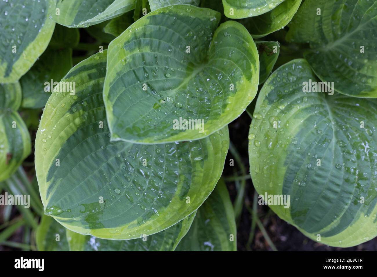 Hosta 'breiten Rand'. Stockfoto