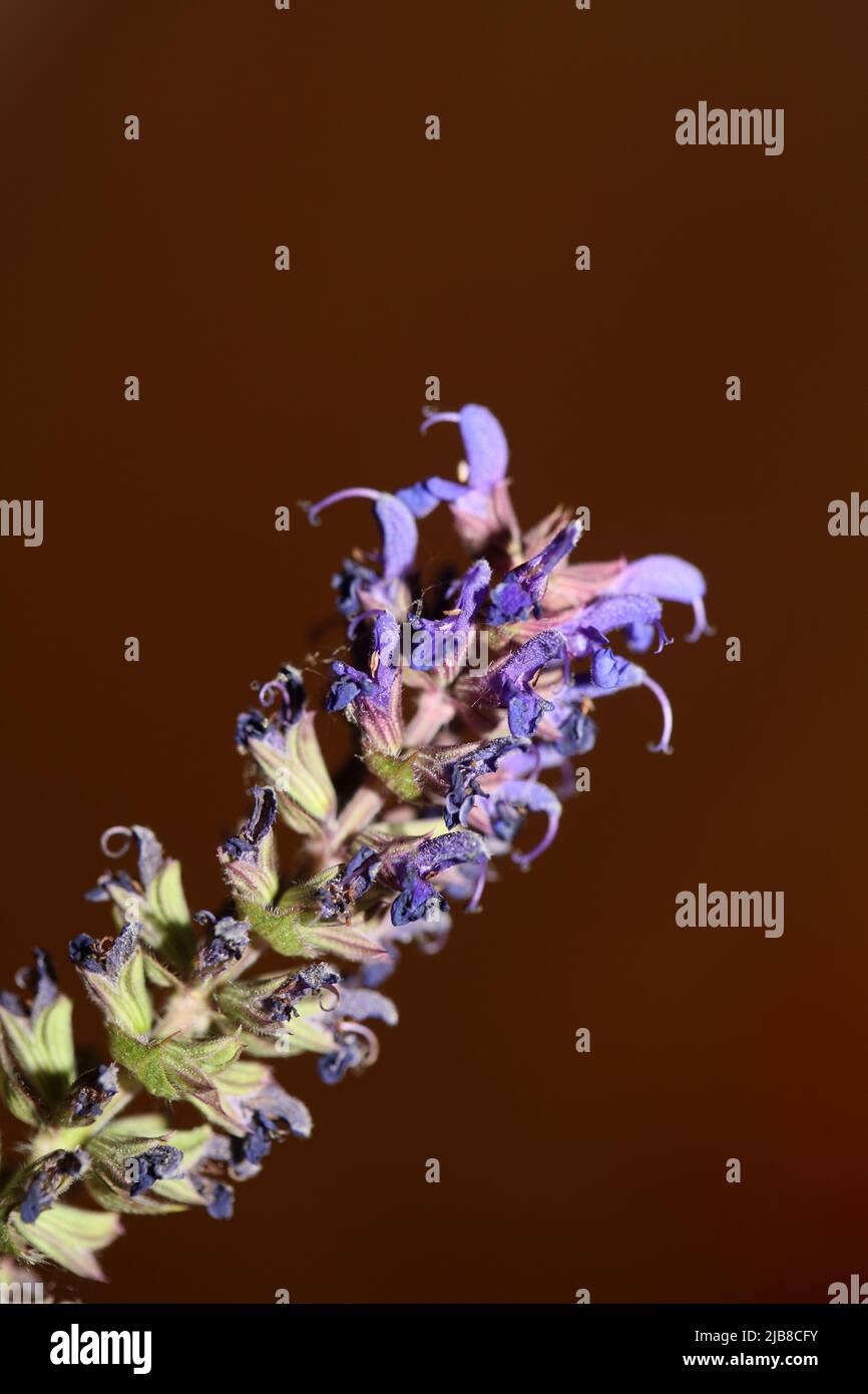 Blume blühende Salvia nemorosa Familie lamiaceae close up botanischen Hintergrund hohe Qualität große Größe drucken Haus Dekor landwirtschaftliche Pflanze Stockfoto