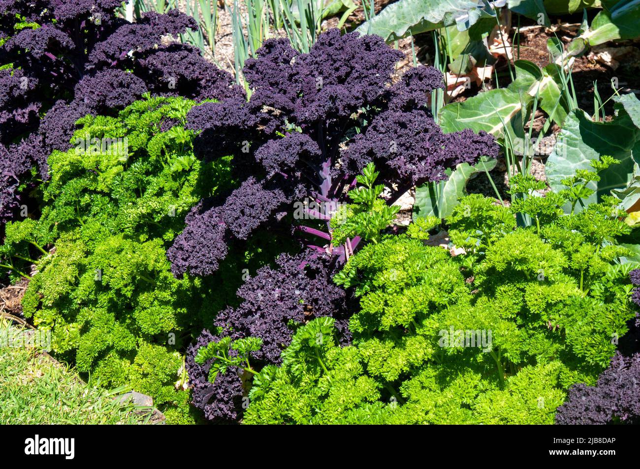Sydney Australien, Rotkohl und Petersilie als Gartengrenze gepflanzt Stockfoto