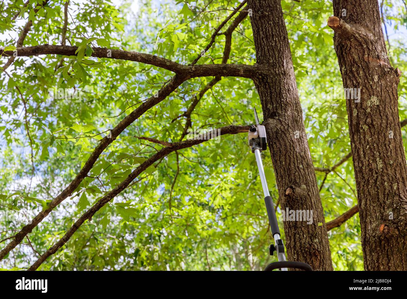 Mann trimmt Äste von einem Baum eine Kettensäge Stockfoto