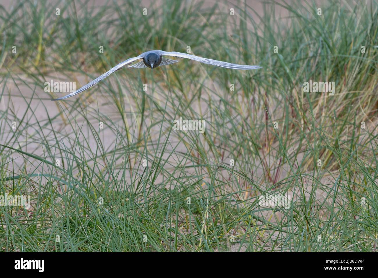 American Black Tern Chlidonias niger surinamensis, die am Küstenort von Long Nanny in Northumberland auftauchend ist. Stockfoto