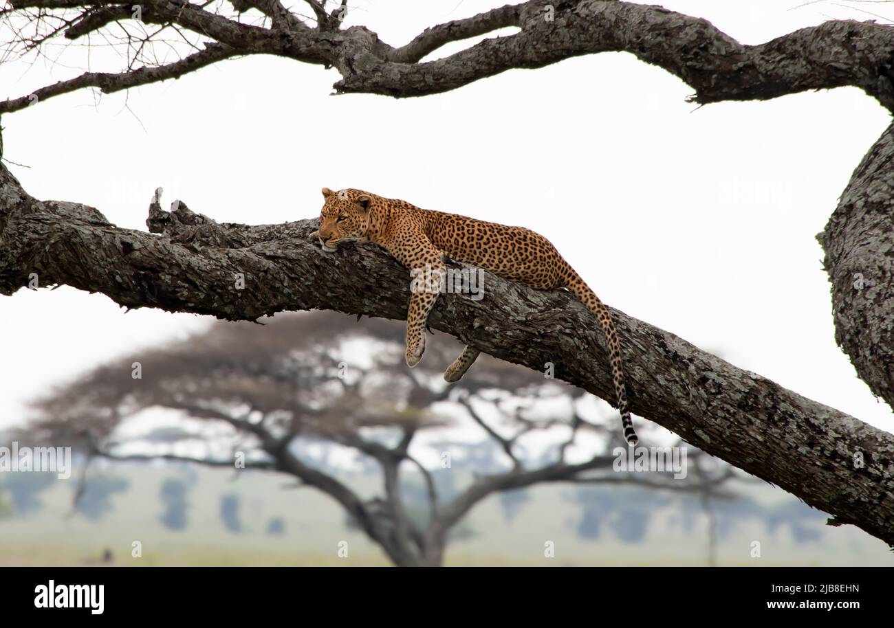 Leopard im Serengeti Nationalpark, Tansania. Stockfoto