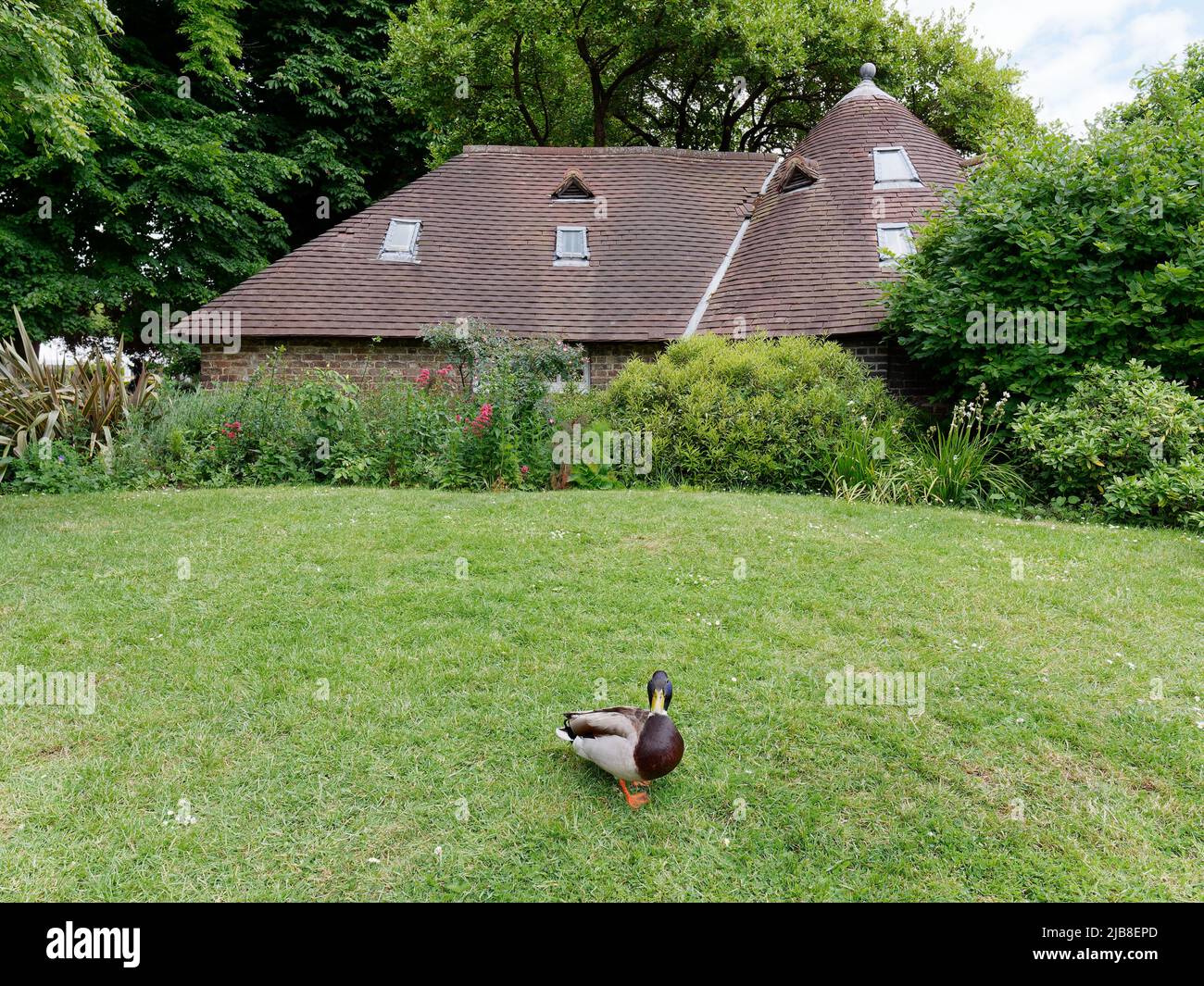 London, Greater London, England, Mai 28 2022: Ente auf dem Rasen vor dem Cottage im Holland Park in Kensington. Stockfoto
