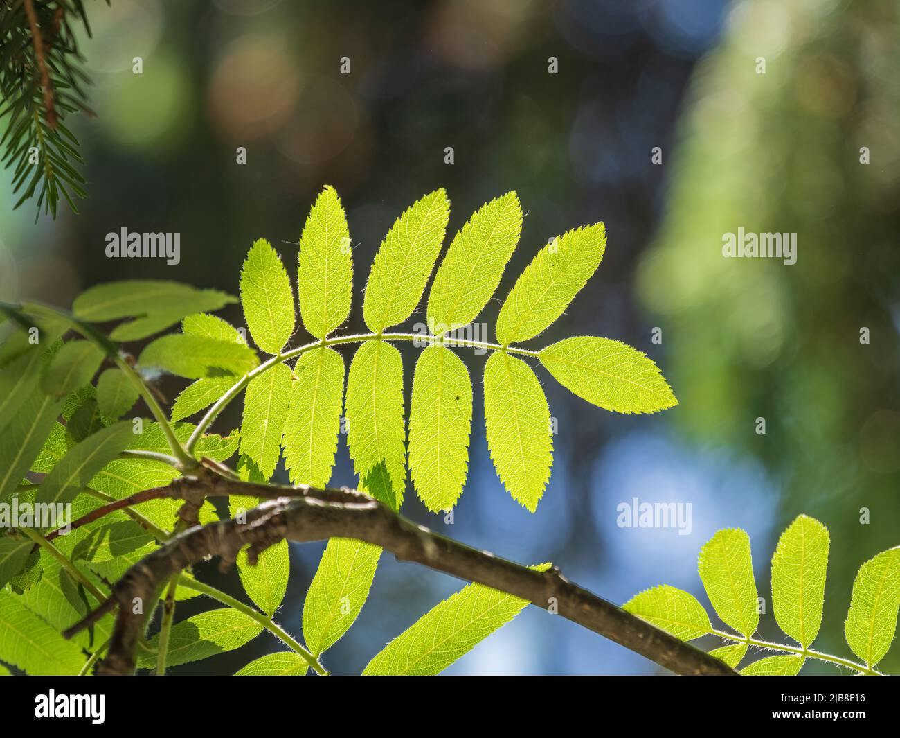 Grüne frische Rowan Baum Blätter im Frühlingsgarten an sonnigen Tagen. Grüne Blätter des Baumes blühen im Wald. Rowan-Baum. Wird in der Medizin verwendet. Stockfoto