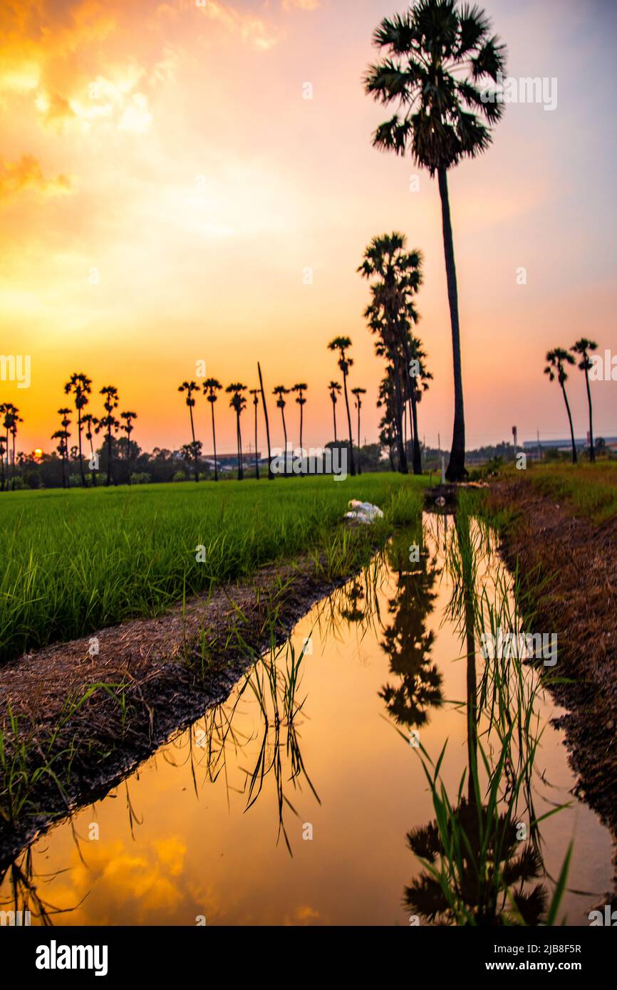 Dongtan Samkhok Palmen und Reisfelder während des Sonnenuntergangs in Pathum Thani, Bangkok, Thailand Stockfoto