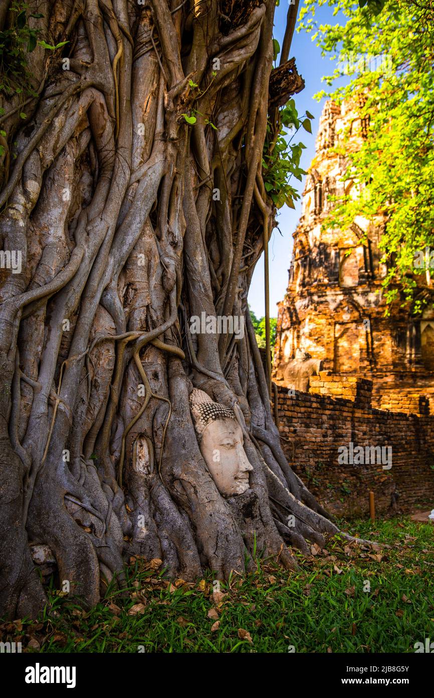Wat Phra Mahathat Tempel mit Kopfstatue gefangen in Bodhi Baum in Phra Nakhon Si Ayutthaya, Thailand Stockfoto