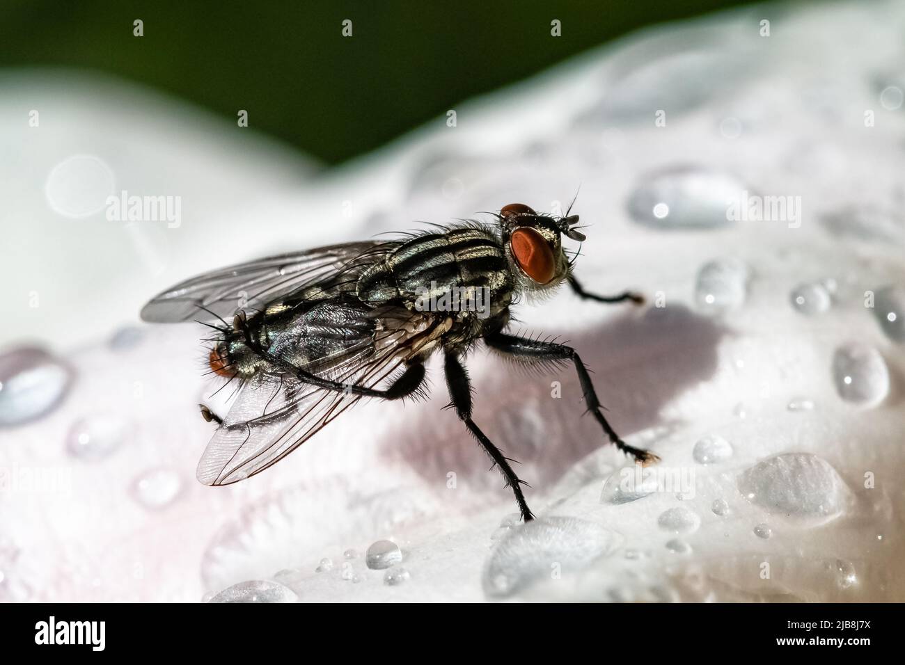 Eine Fliege, die im Frühling auf einer rosa Blume im Garten steht Stockfoto