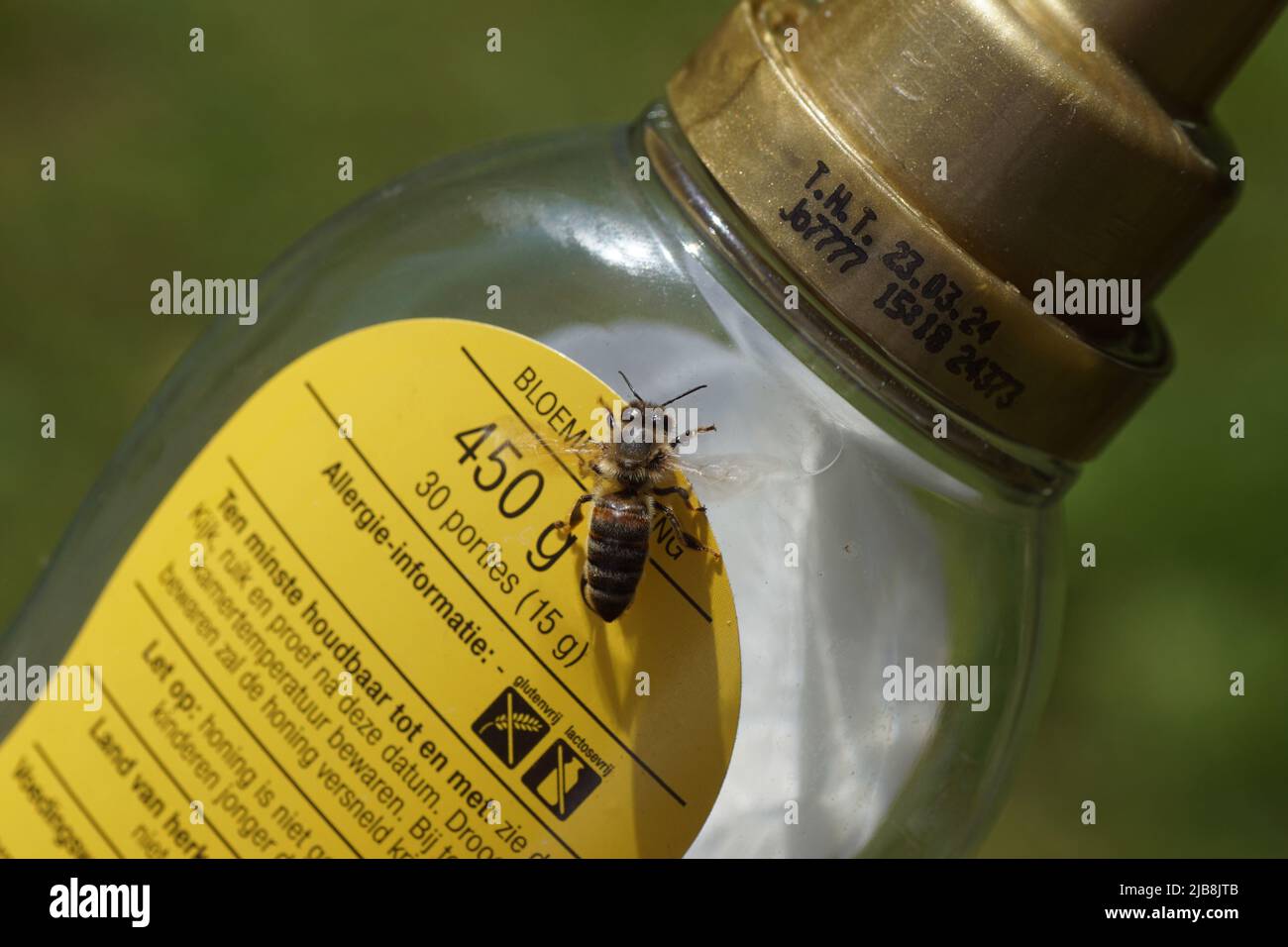 Westliche Honigbiene oder europäische Honigbiene (APIs mellifera), die über die Rückseite einer fast leeren Plastikflasche für Blumenhonig läuft. Holländischer Garten Stockfoto