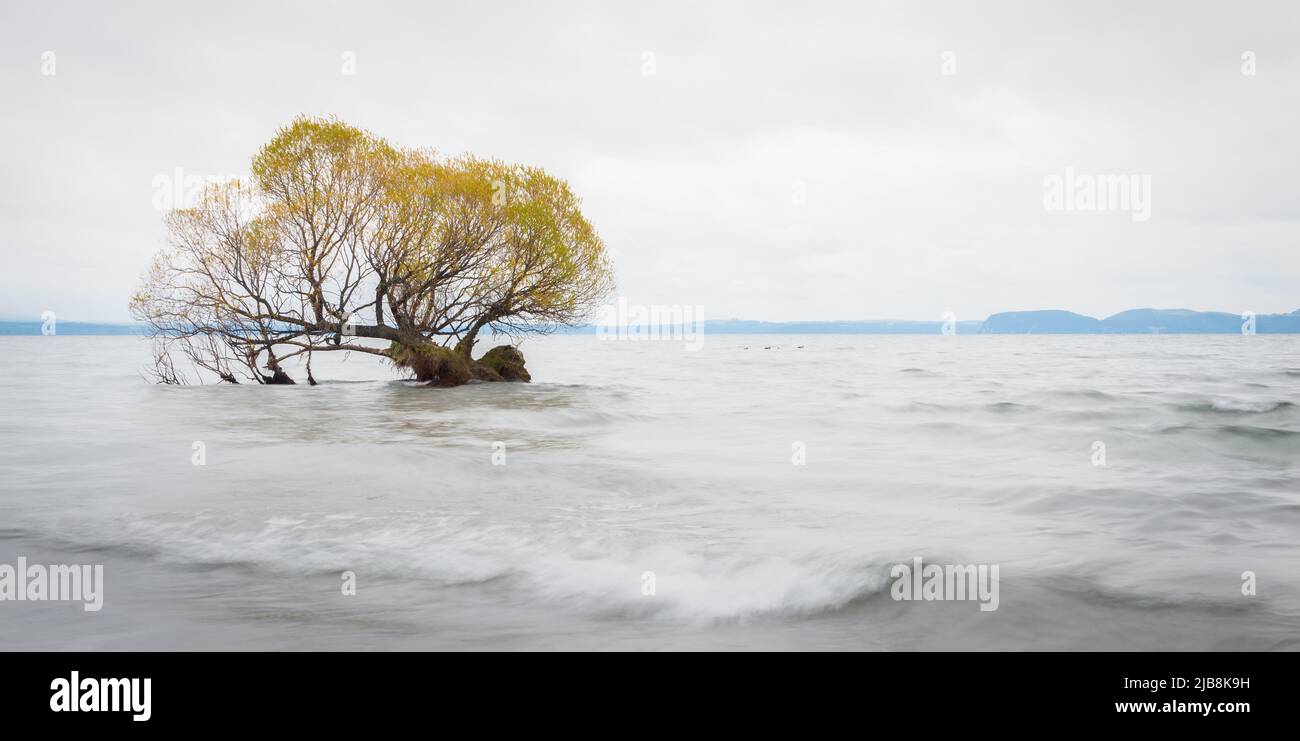 Herbstbaum zwischen rollenden Wellen im Lake Taupo. Aufnahme eines Bildes mit langsamer Verschlusszeit für Bewegungsunschärfen. Stockfoto