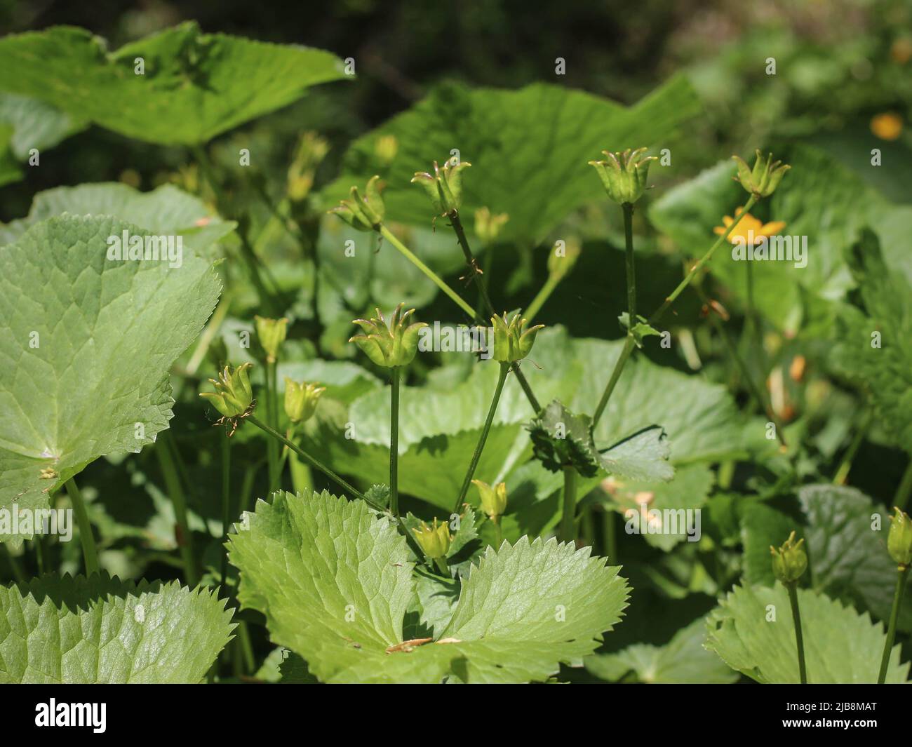 Grün sitzender, trichterförmiger Follikel des Sumpfmarigoldes (lateinischer Name: Caltha palustris) in Westserbien Stockfoto