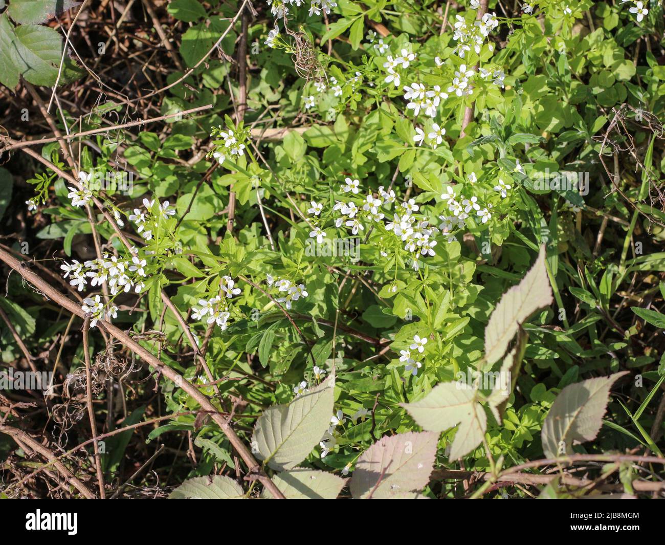 Weiße Blüten einer großen Bitterkresse (lateinischer Name: Cardamine amara) am Wasser in Westserbien Stockfoto