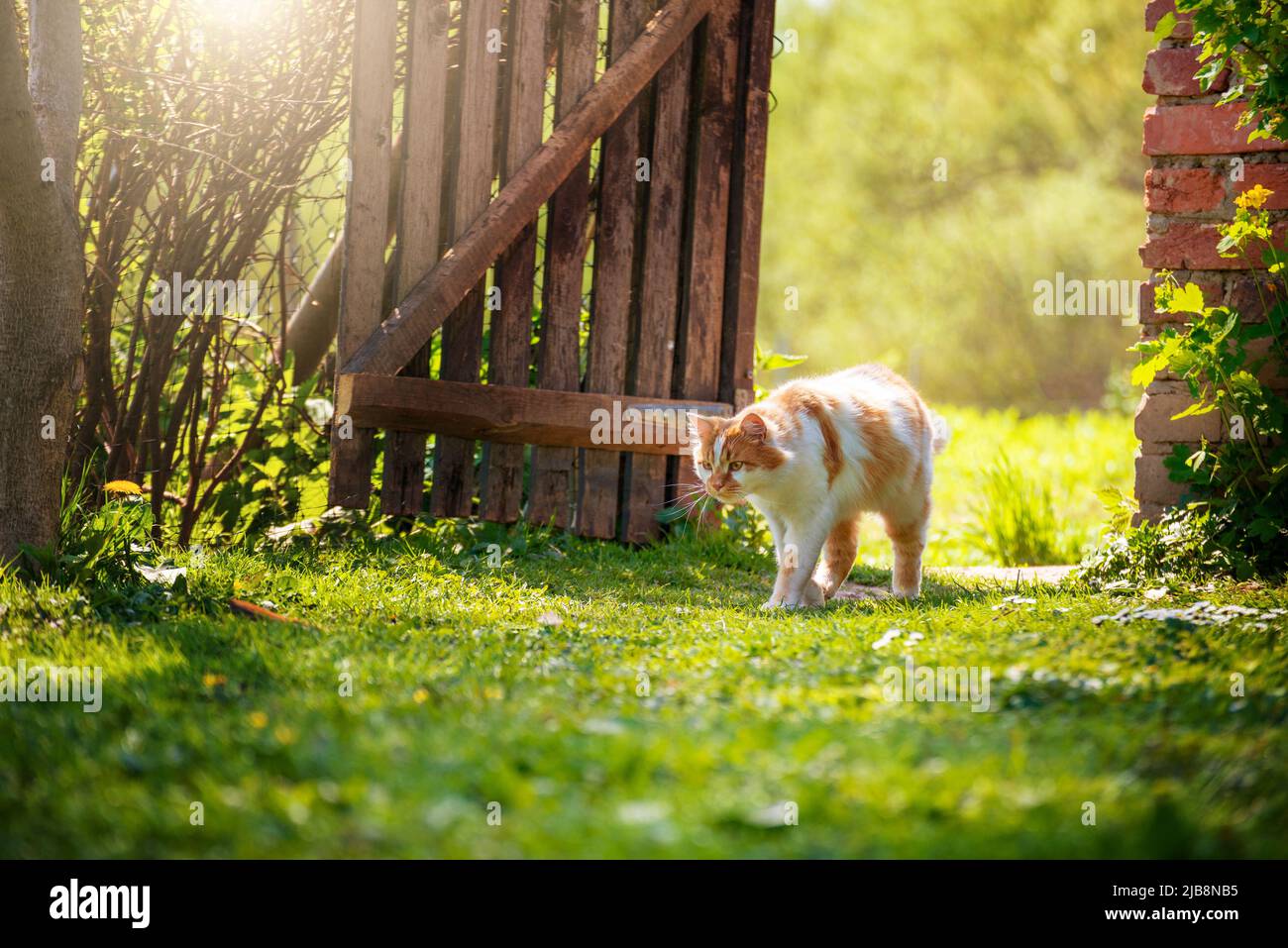 Wandern auf Hinterhof Gras rote Hauskatze Stockfoto