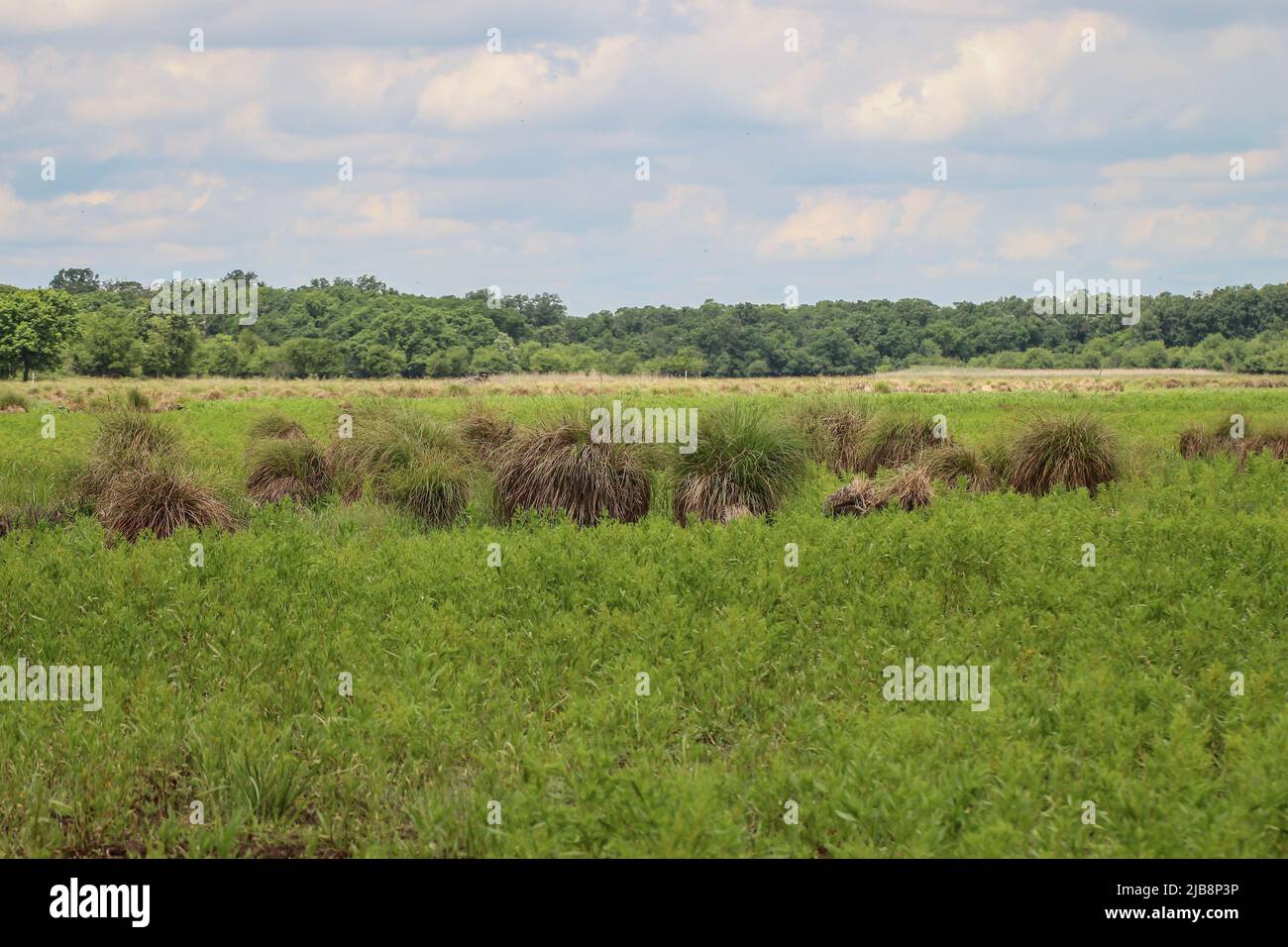 Natürlicher Lebensraum des getufteten Segges (lateinischer Name: Carex elata) in der Vojvodina, Serbien Stockfoto