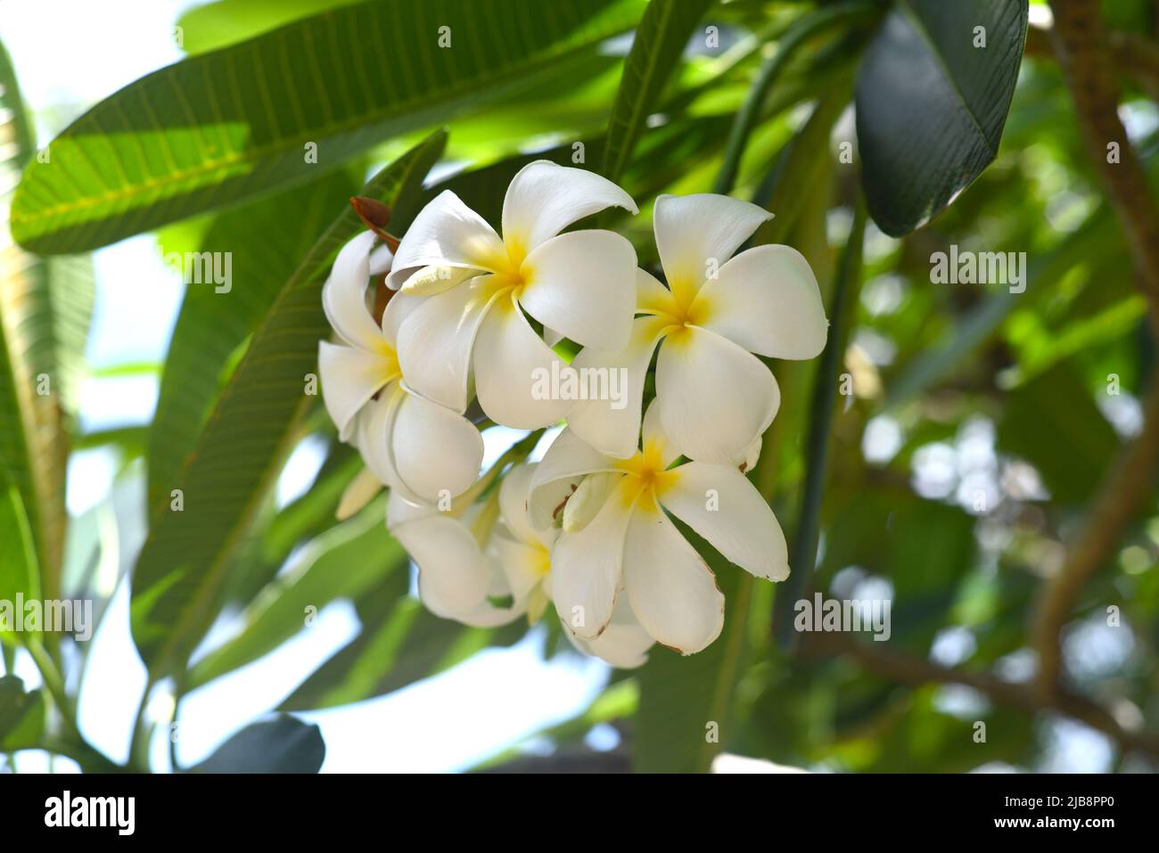 Viele Blumen aus weißem Plumeria vor blauem Himmel Hintergrund Stockfoto