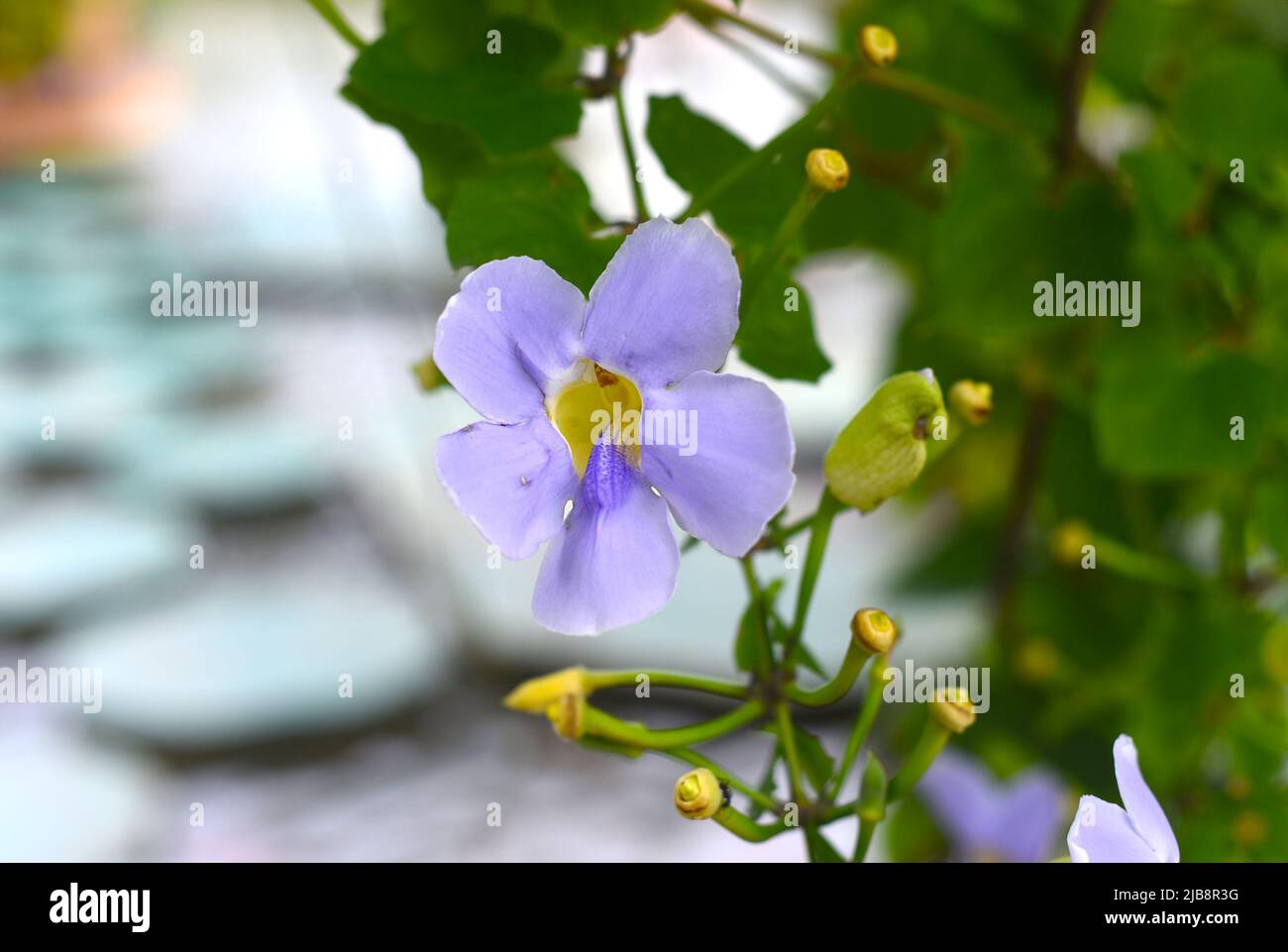 Thunbergia grandiflora Blume wächst in Vietnam Stockfoto