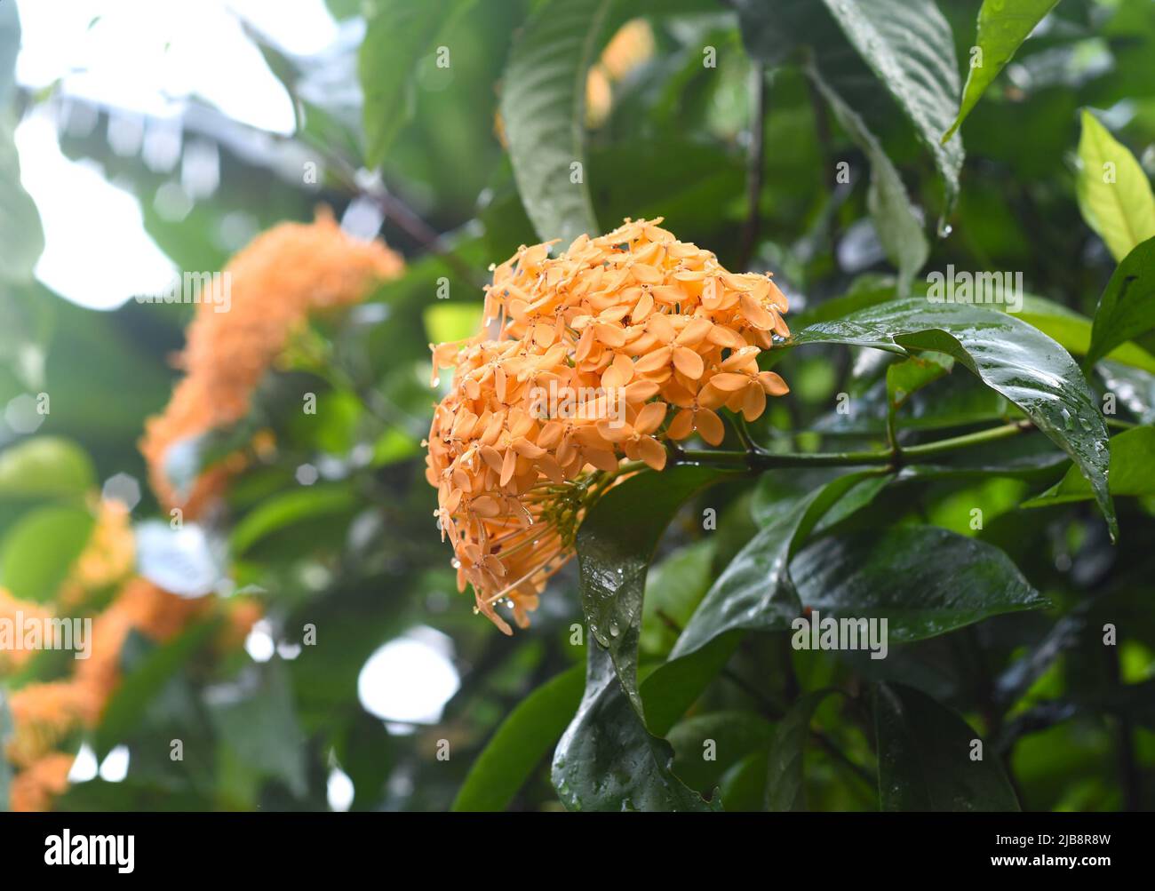 Orange Ixora Blume der westindische Jasmin wächst in Nha Trang Vietnam Stockfoto
