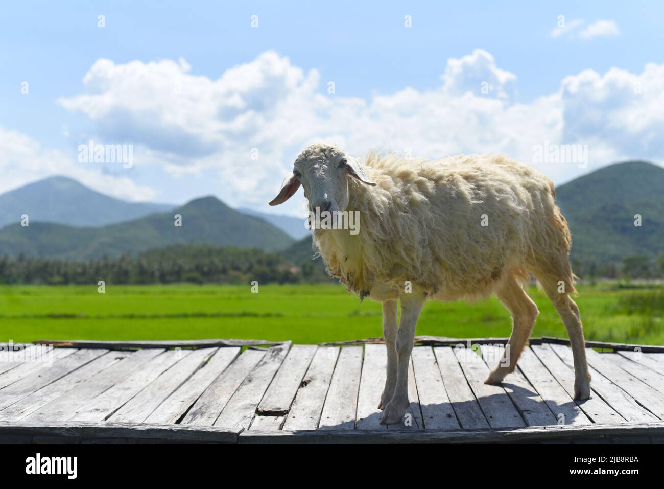 Ein weißes Schaf, das über eine Holzbrücke watscht Stockfoto