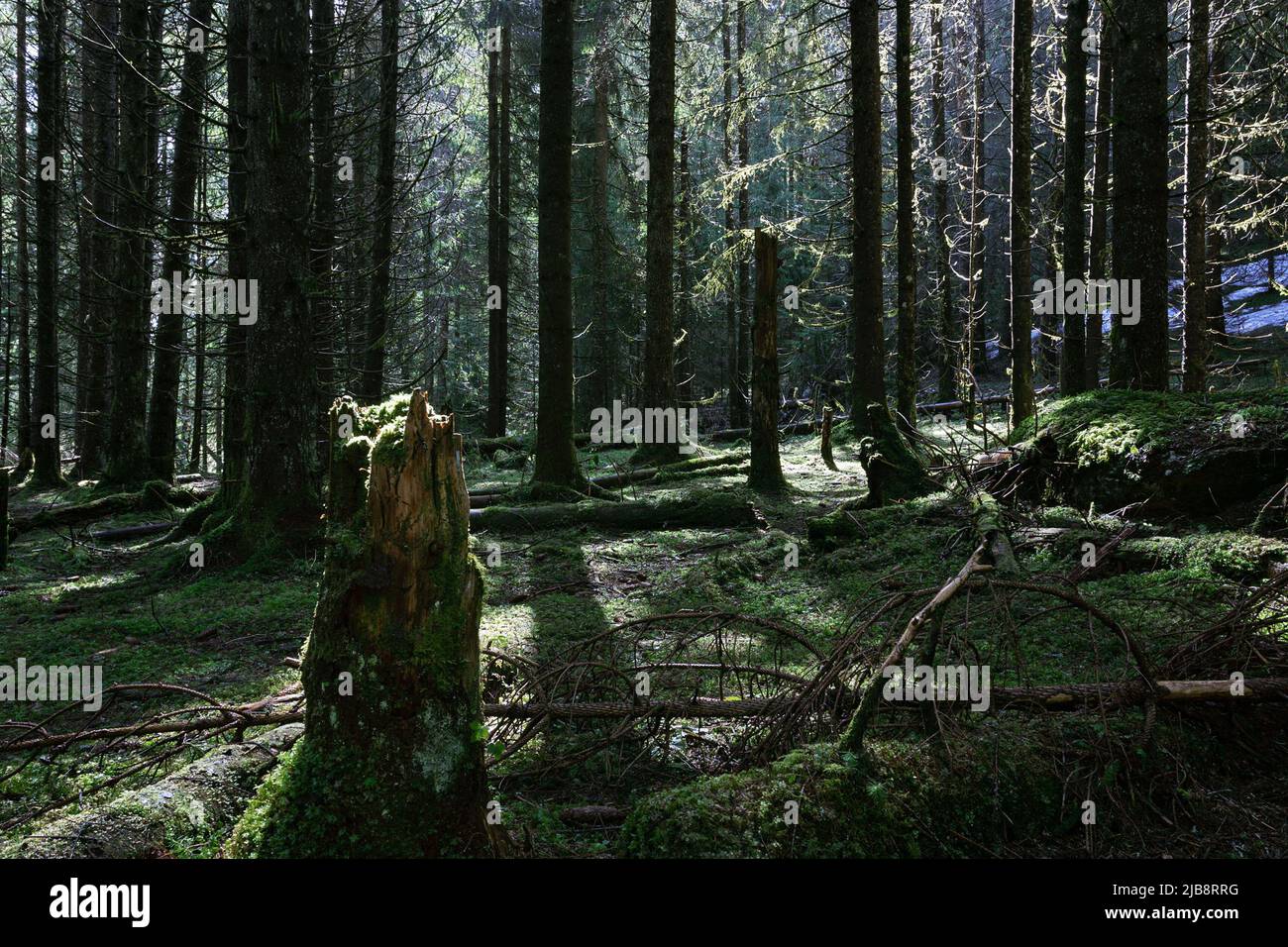 Gruseliger Wald am Morgen, Bild aufgenommen im Apuseni Naturpark, Siebenbürgen Stockfoto