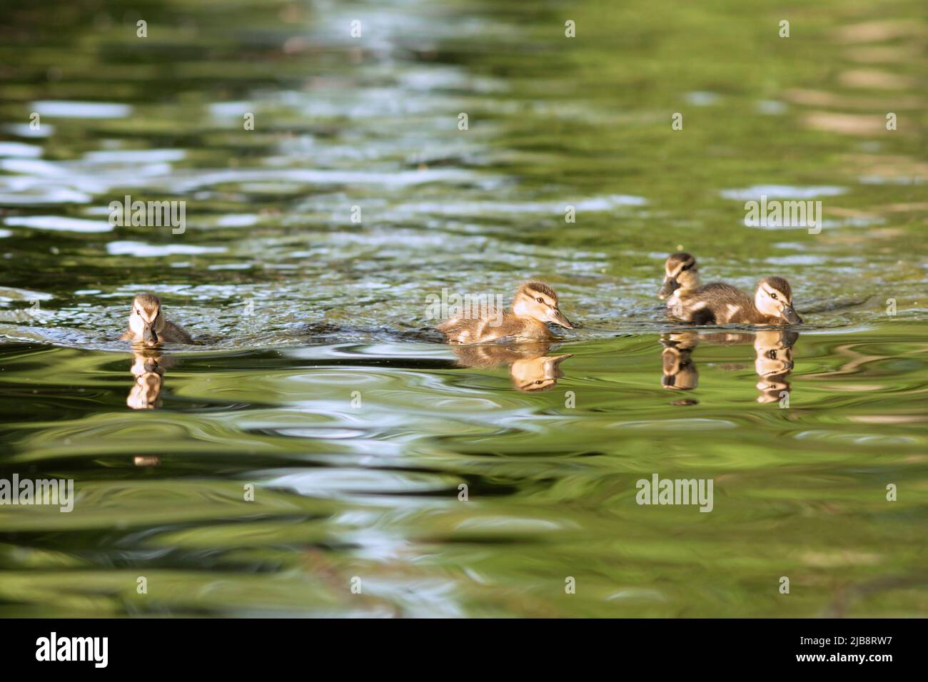 mallardische Entenküken schwimmen auf dem Teich (Anas platyrhynchos) Stockfoto