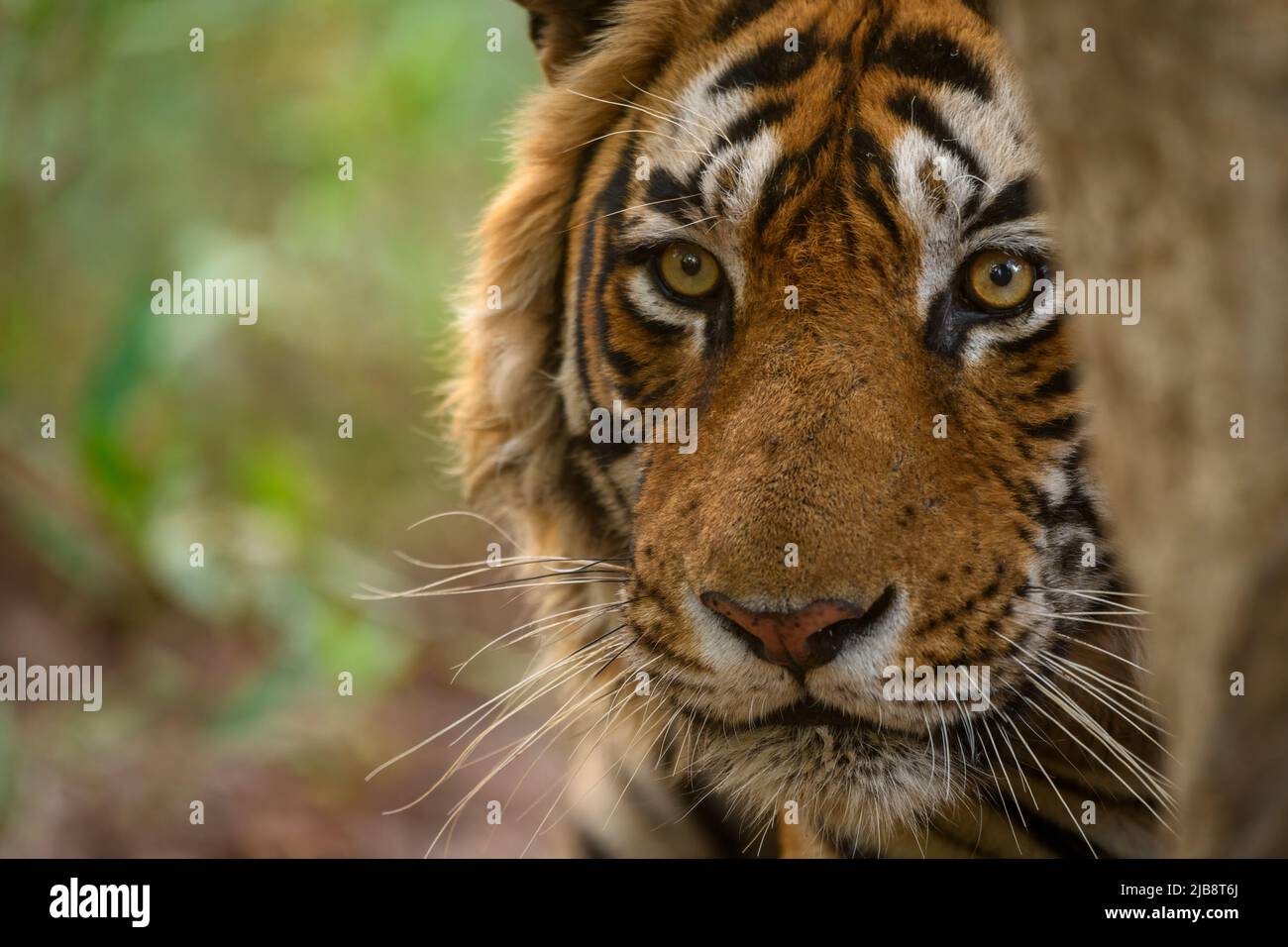 Nahaufnahme eines männlichen Tigers, der intensiv hinter einem Baum in Ranthambhore blickt Stockfoto