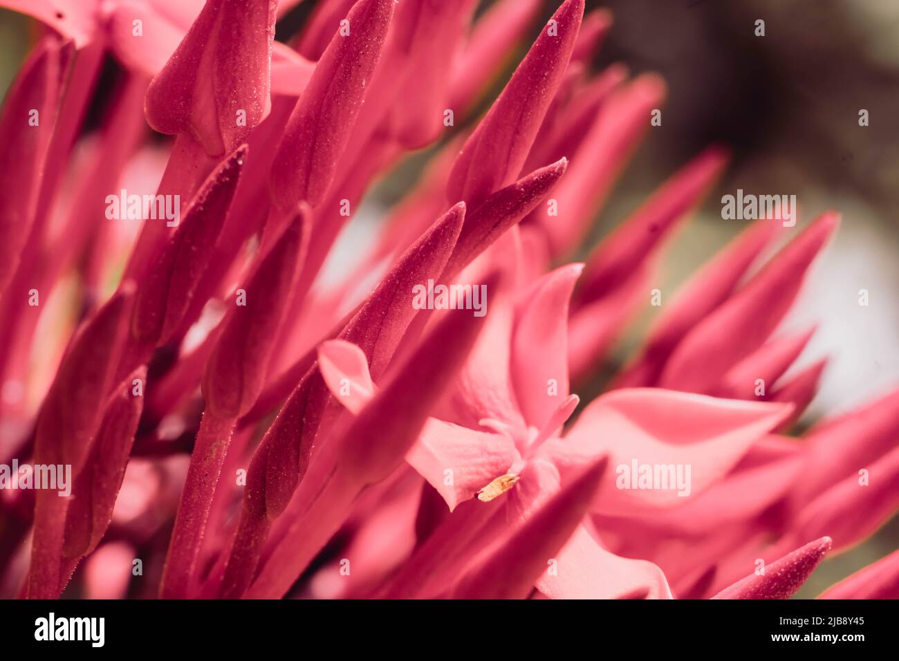 Makro abstrakt real Schönheit Natur niedlich Hintergrund. Kleine leuchtend rote Knospen Blütenblätter blühen von Santan Ixora Dschungel Geranium Blume Garten Pflanze, scharf Stockfoto