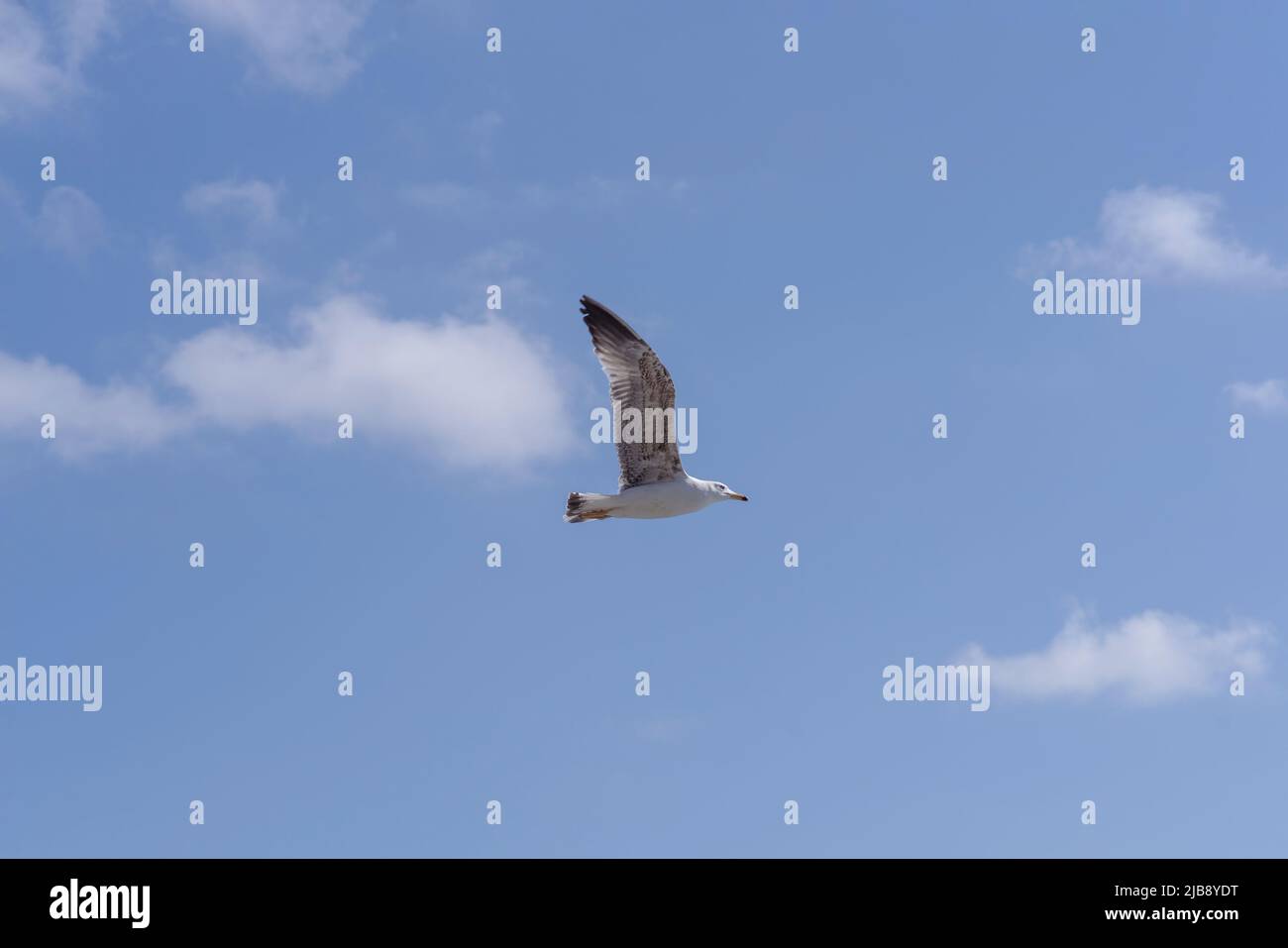 Eine junge, gelbbeinige Möwe, die über einem blauen Himmel fliegt Stockfoto