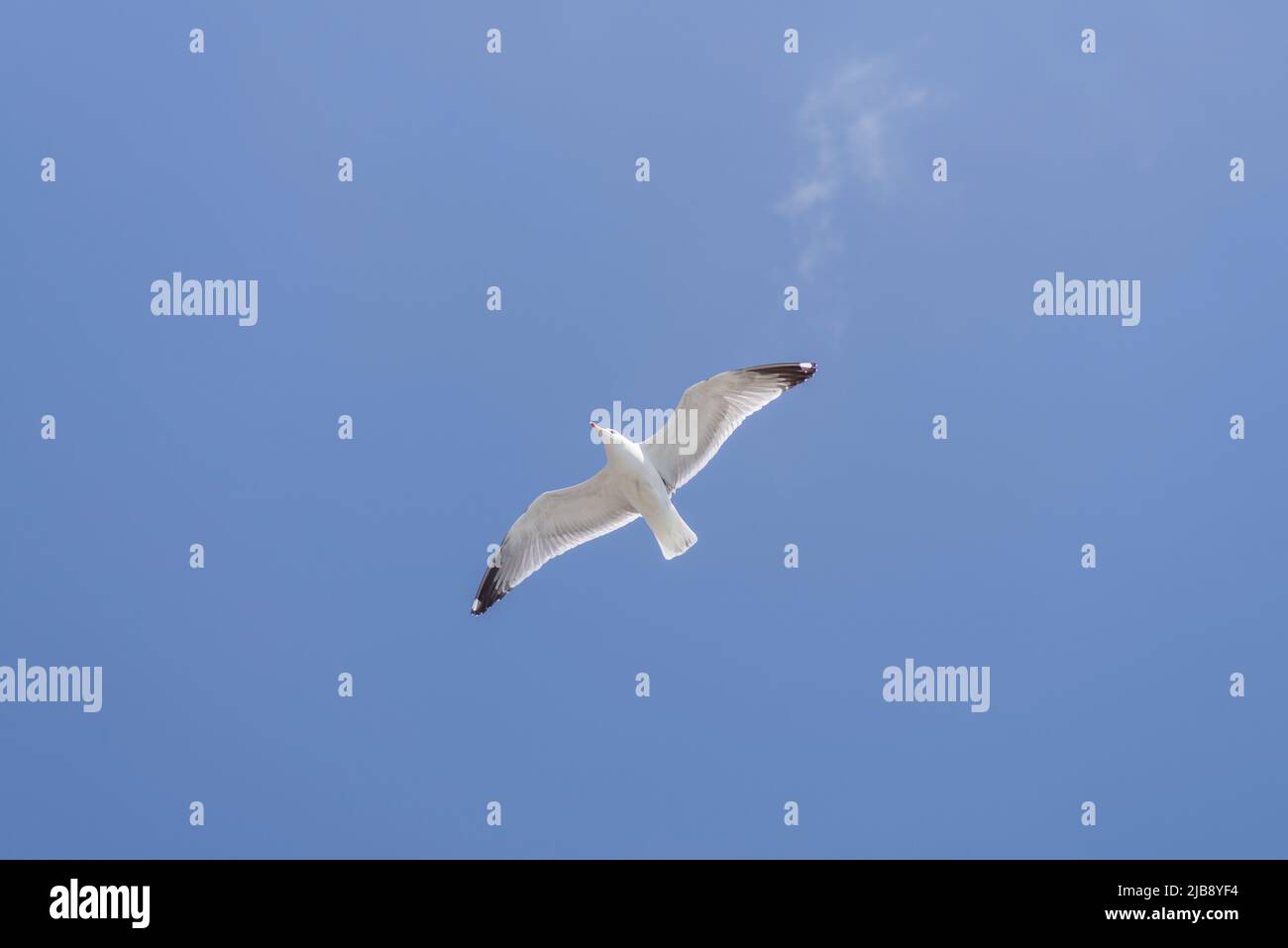 Eine Erwachsene, gelbbeinige Möwe, die über einem blauen Himmel fliegt Stockfoto