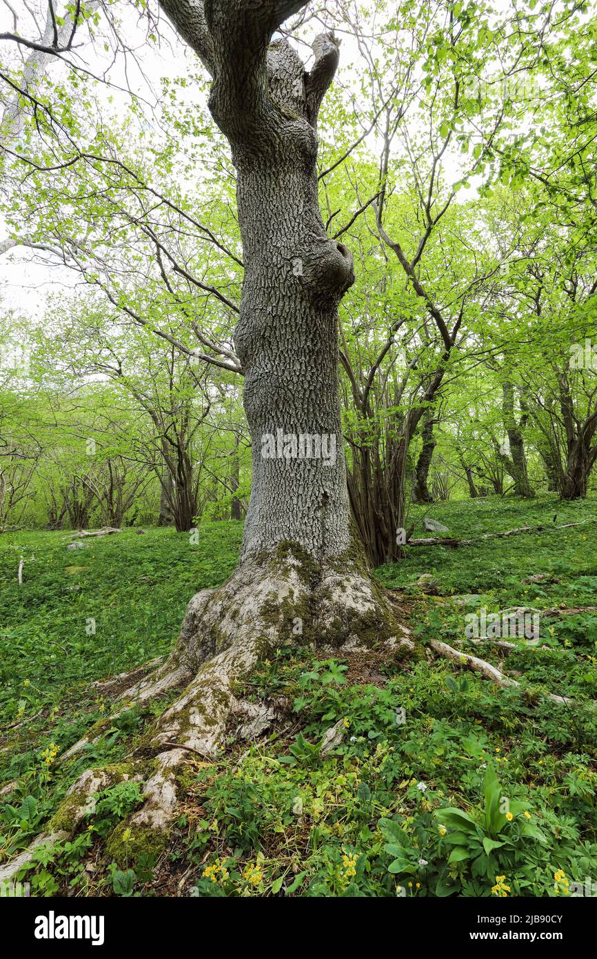 Ulmenbäume in bewaldeter Wiese Stockfoto