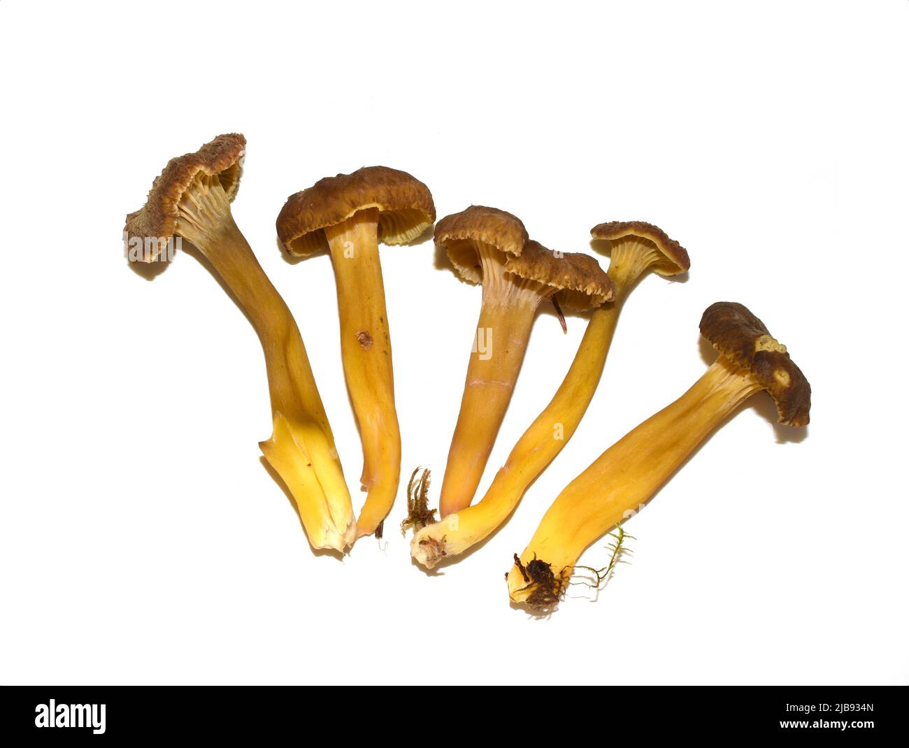 Frische Gelbfuß-Pfifferlinge Craterellus tubaeformis isoliert auf weißem Hintergrund Stockfoto