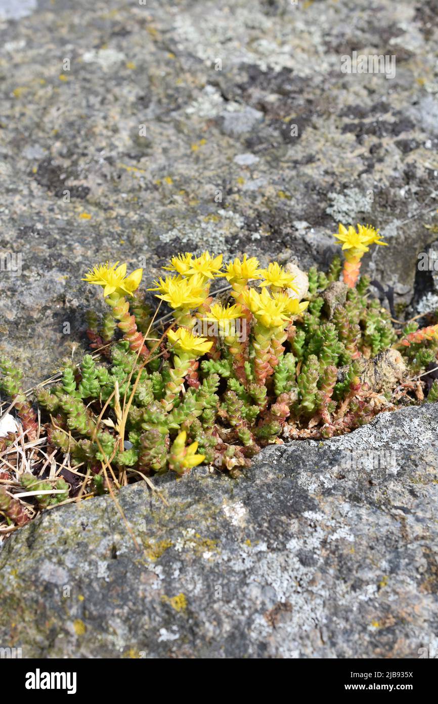 Goldmoos Sedum Acre wächst in Rissen auf einem Stein Stockfoto