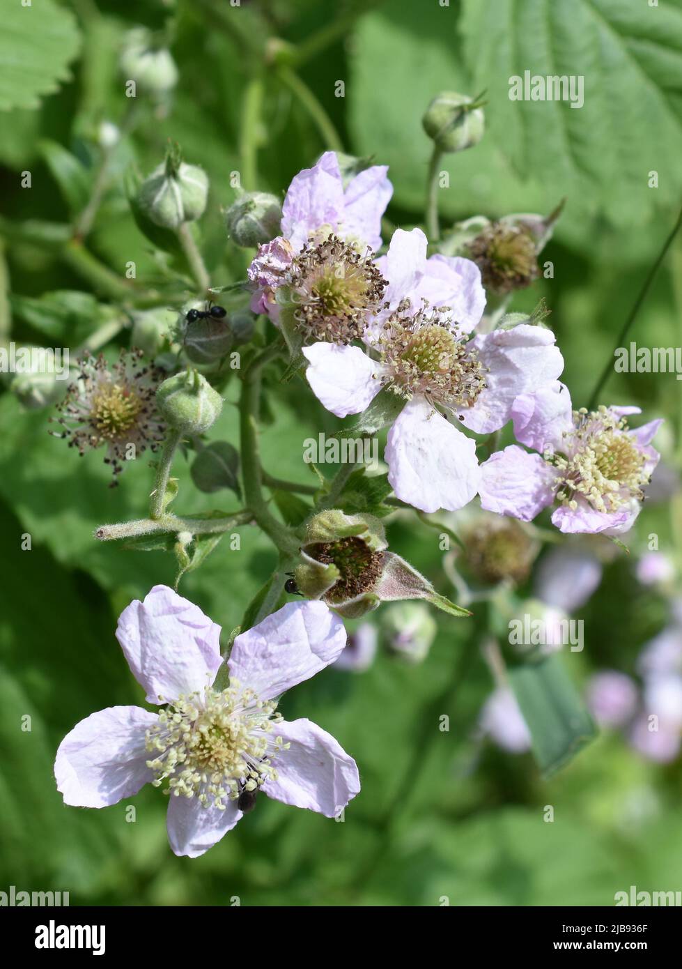 BlackBerry Rubus fruticosus Strauch Blume Stockfoto