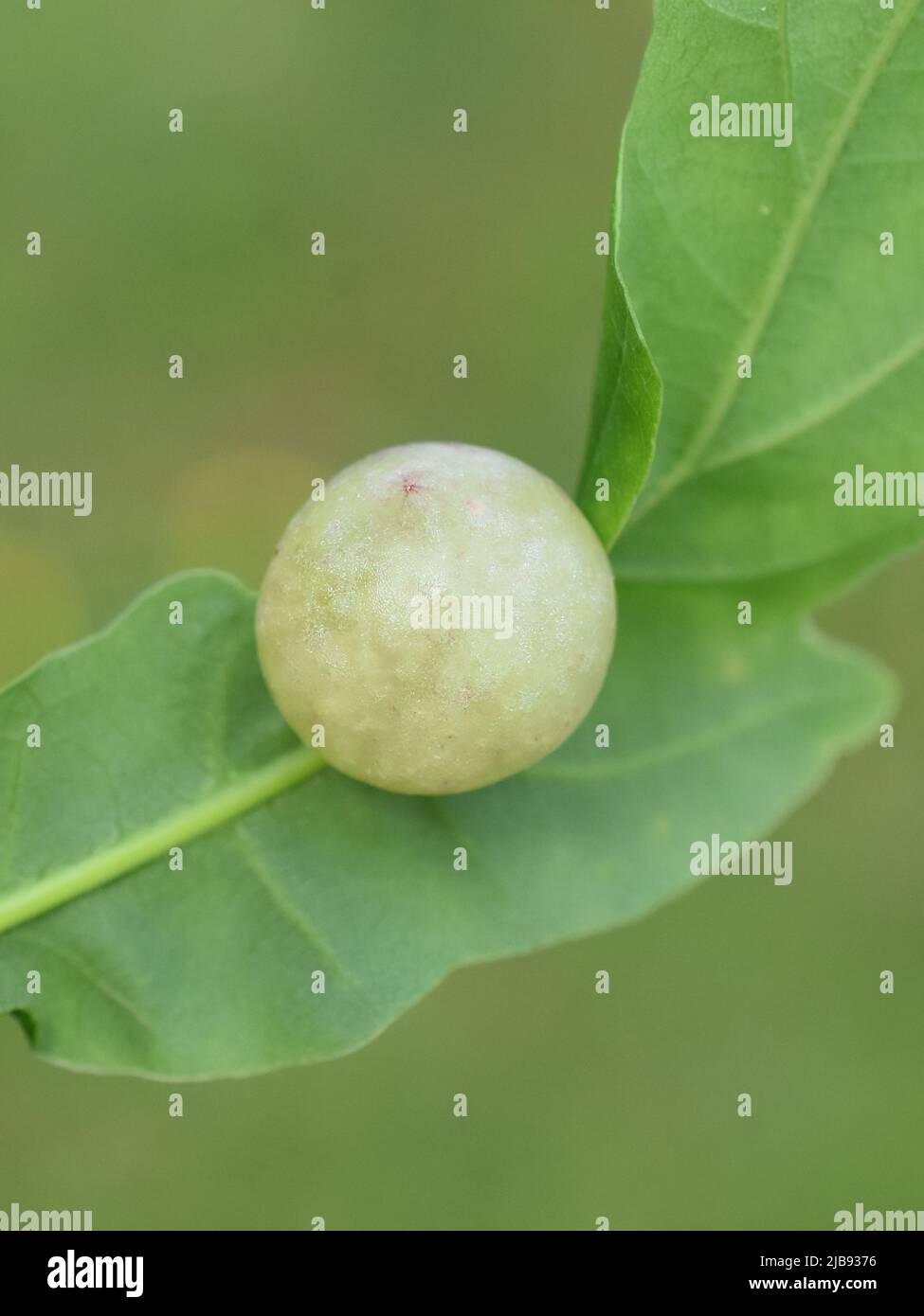 Gewöhnliche Eichengallwespe Cynips quercusfolii Gall auf Eichenblatt Stockfoto