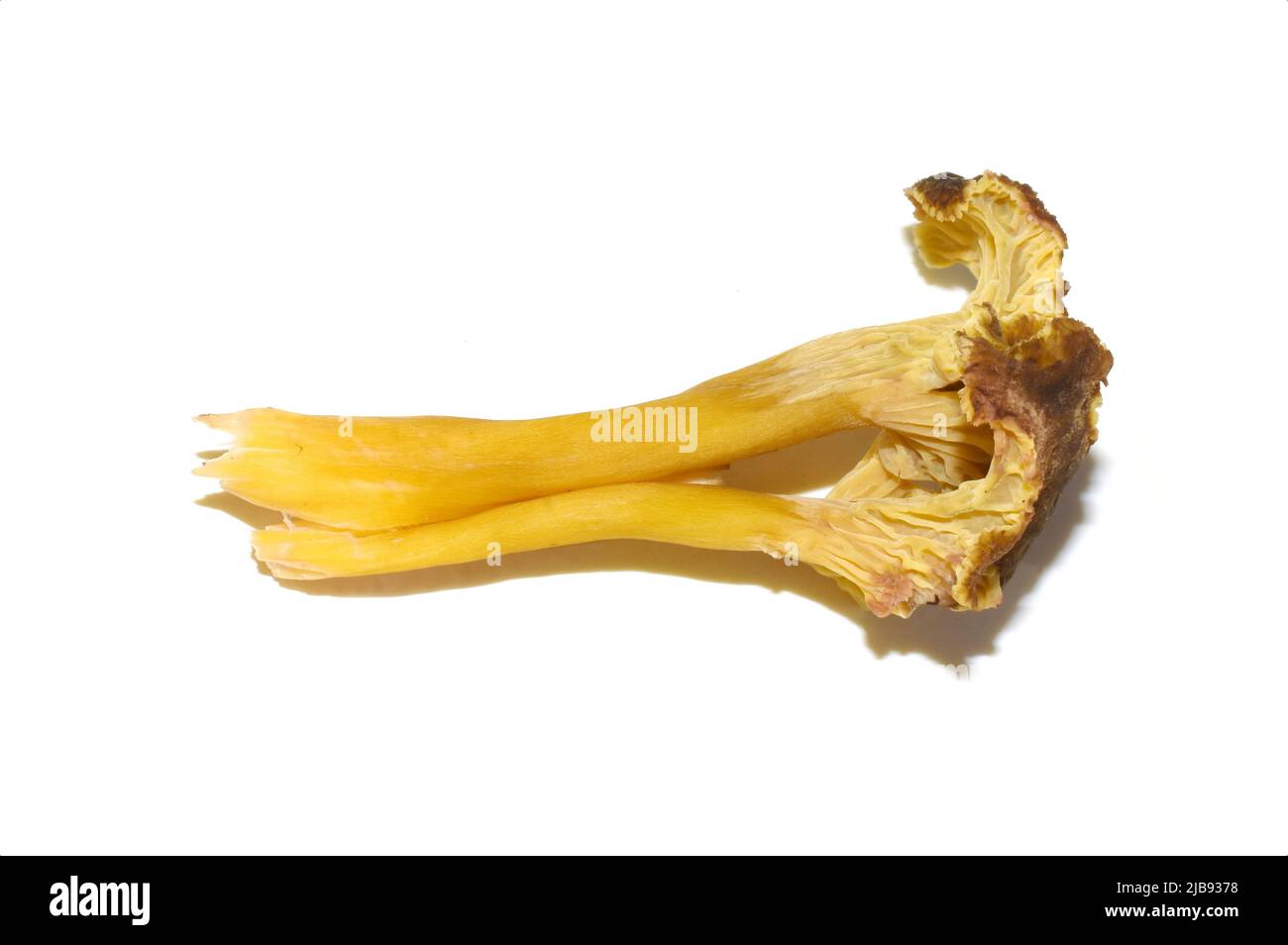 Frische Gelbfuß-Pfifferlinge Craterellus tubaeformis isoliert auf weißem Hintergrund Stockfoto