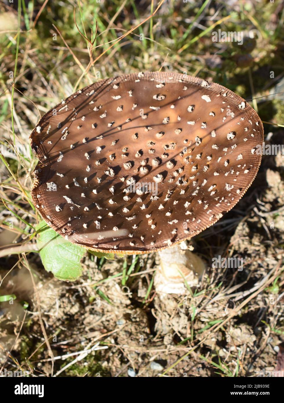 Panthercap Pilz Amanita pantherina in einem Wald wächst Stockfoto