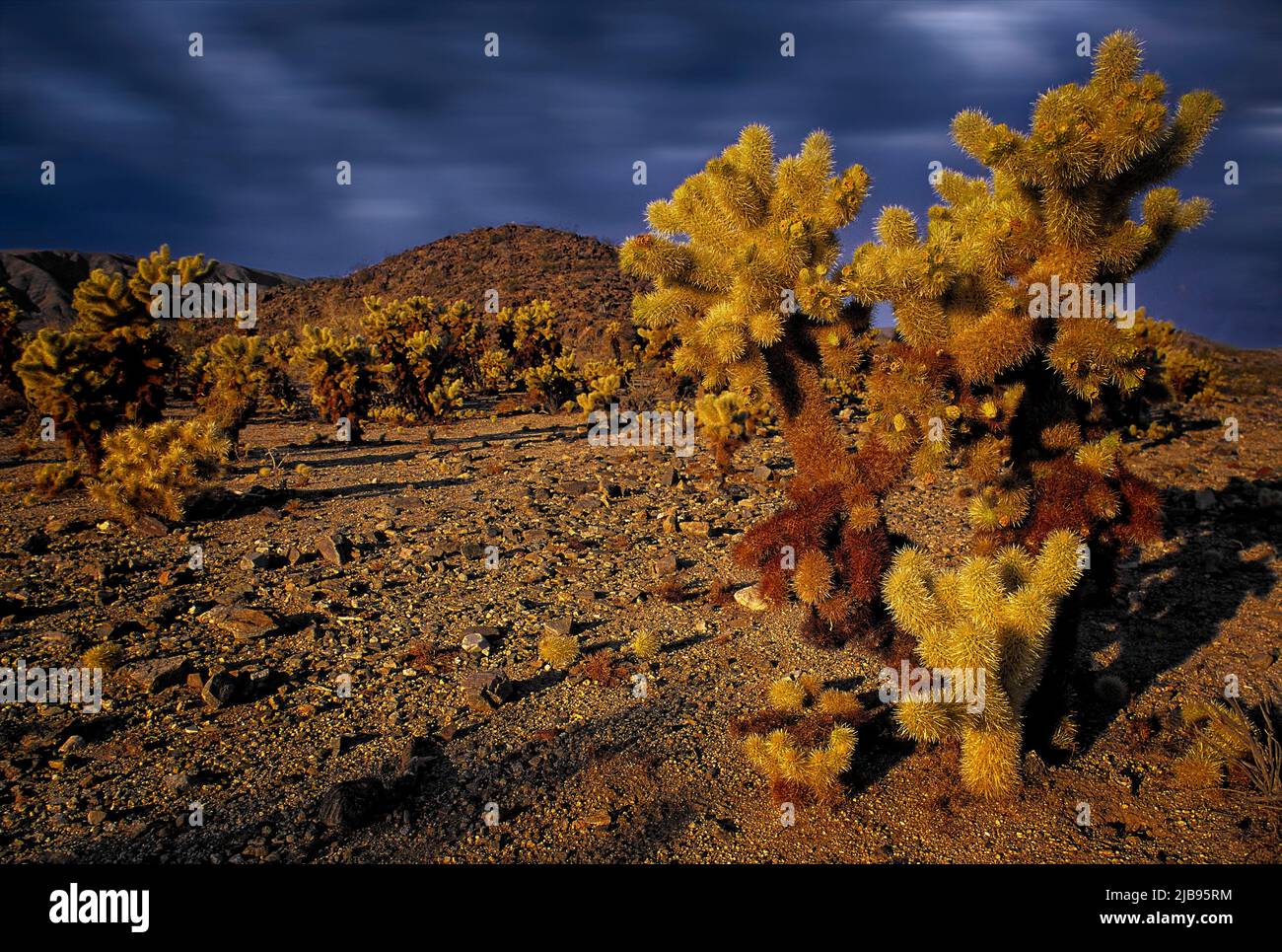 Usa Joshua Trees National Park Stockfoto