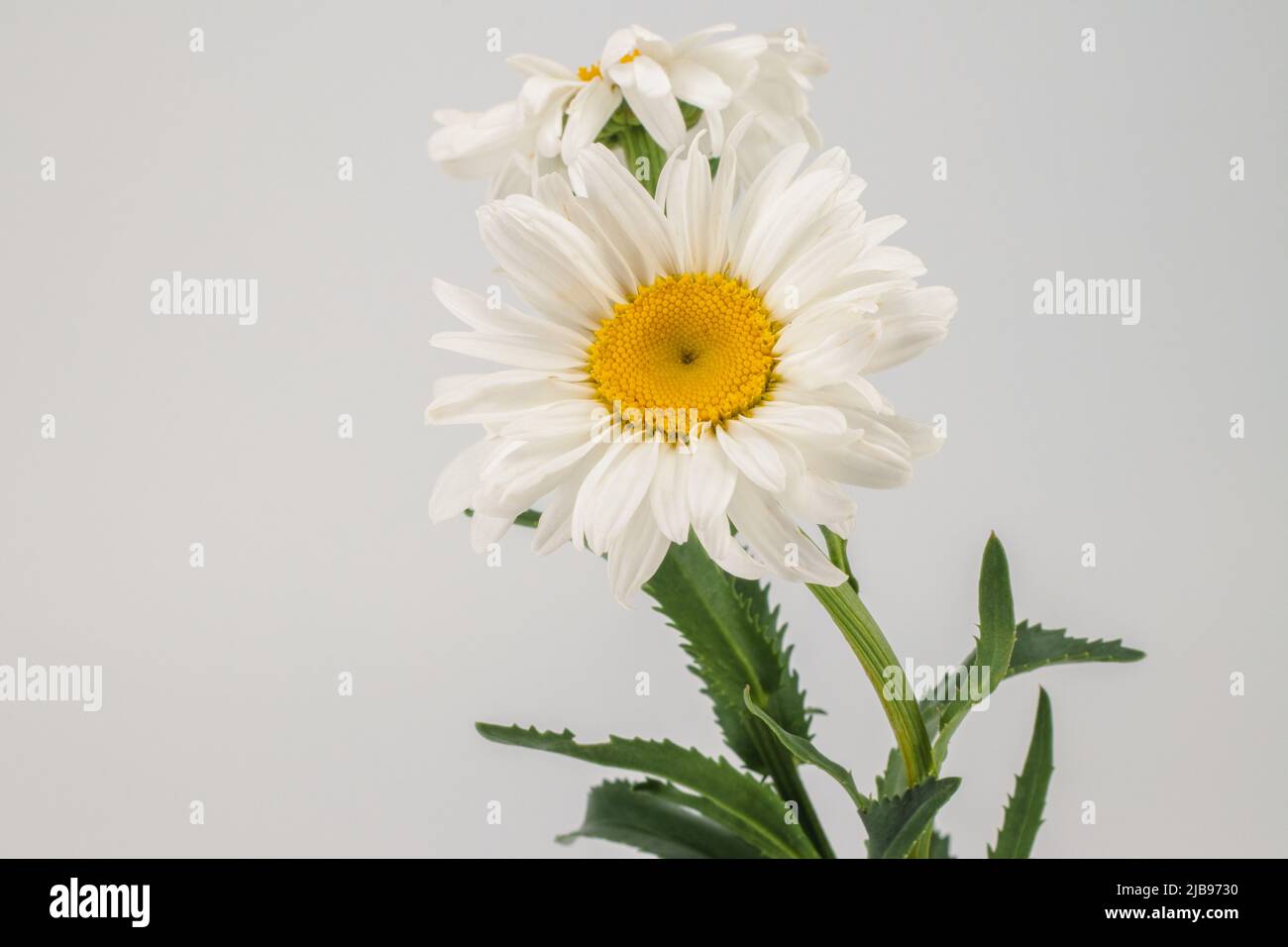 Schöne Kamillenblumen auf hellem Hintergrund. Nahaufnahme. Stockfoto