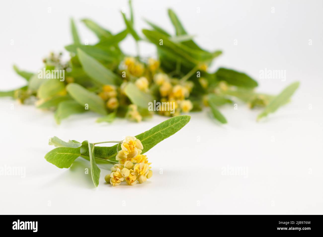 Blüten der Linde isoliert auf weißem Hintergrund. (Tilia) Stockfoto