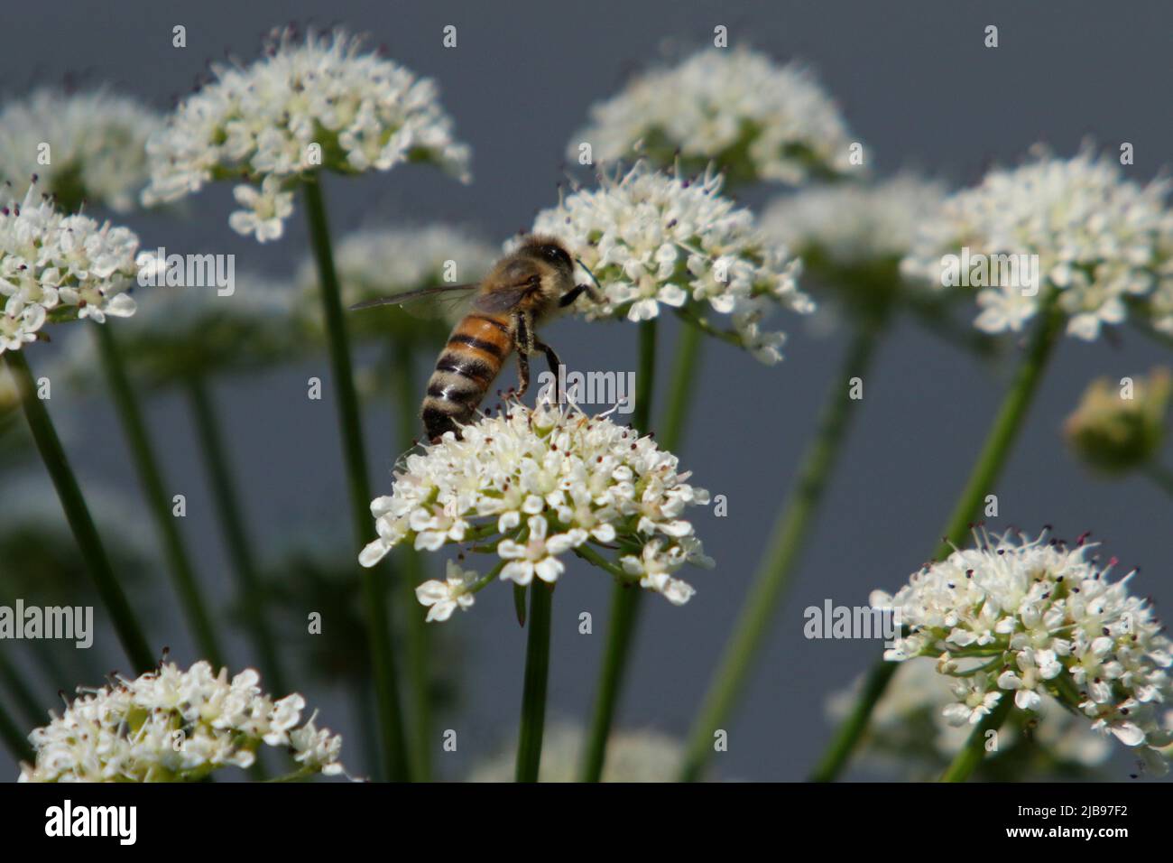 Honigbiene auf Blüte (Epis mellifera) Stockfoto