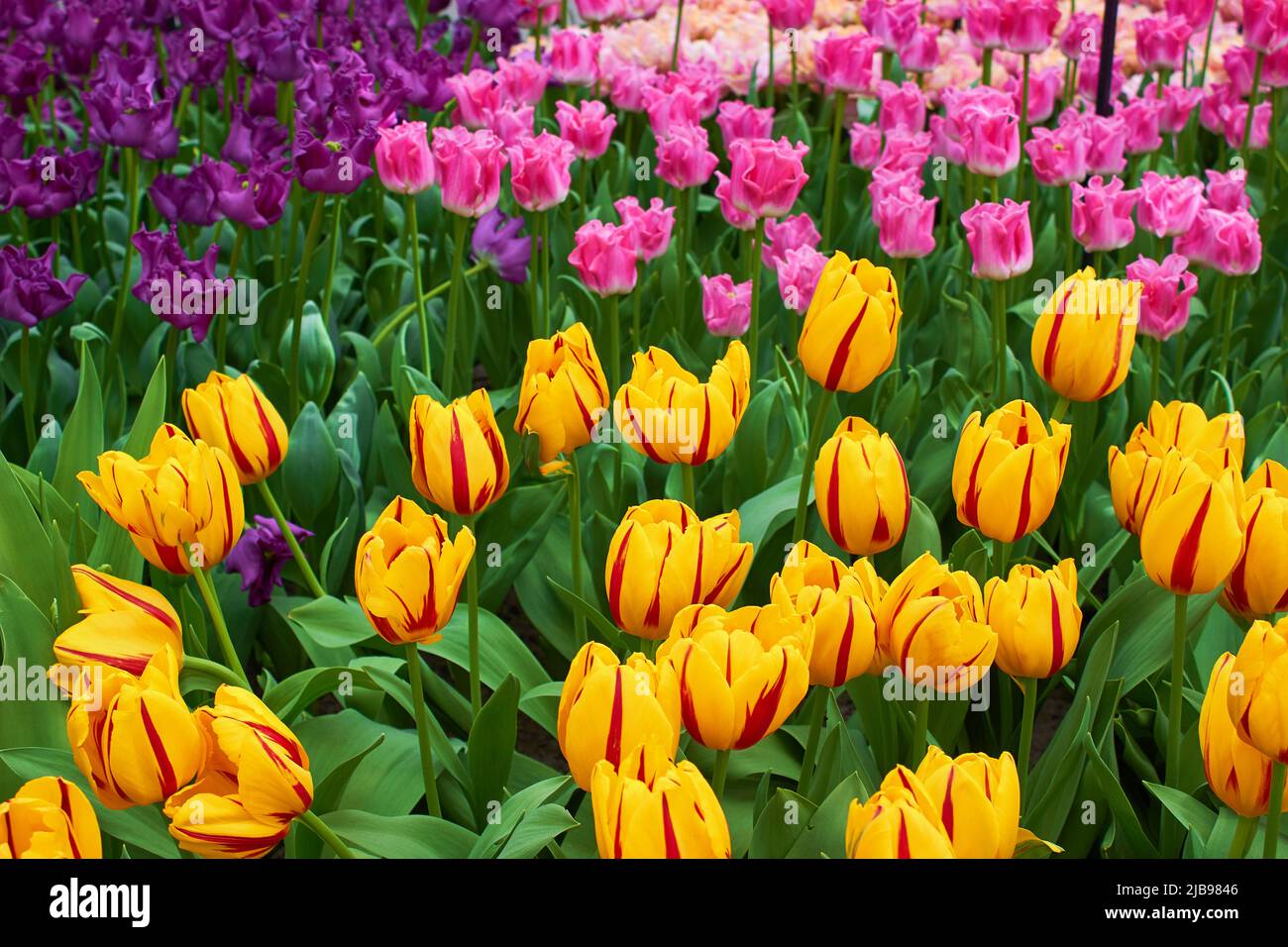 Blühende, bunte Tulpen in einem Garten in einem Gewächshaus Stockfoto